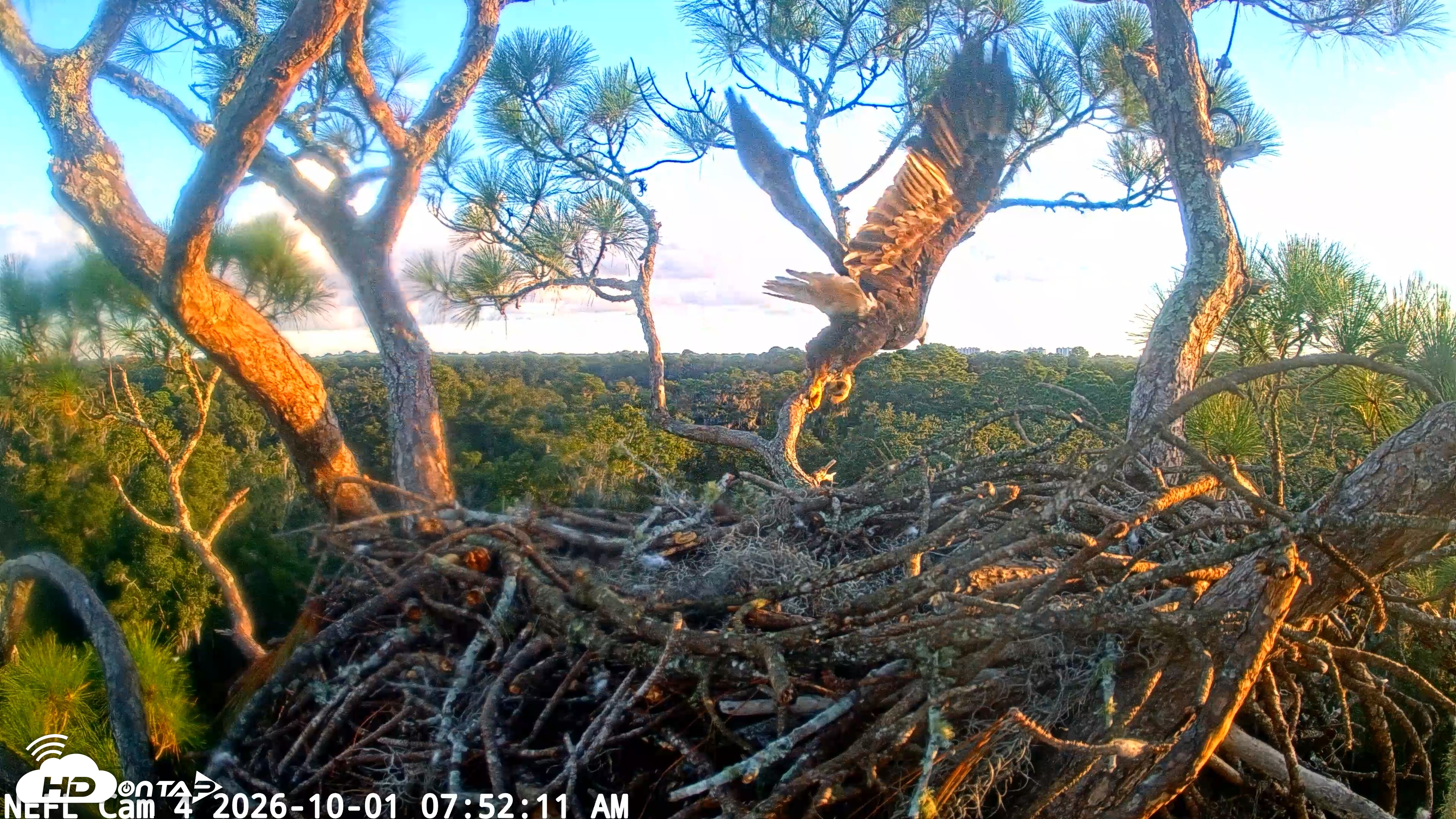 Snapshot of NE Florida Eagles Live Webcam taken Oct 1, 2026, 7:53am EDT