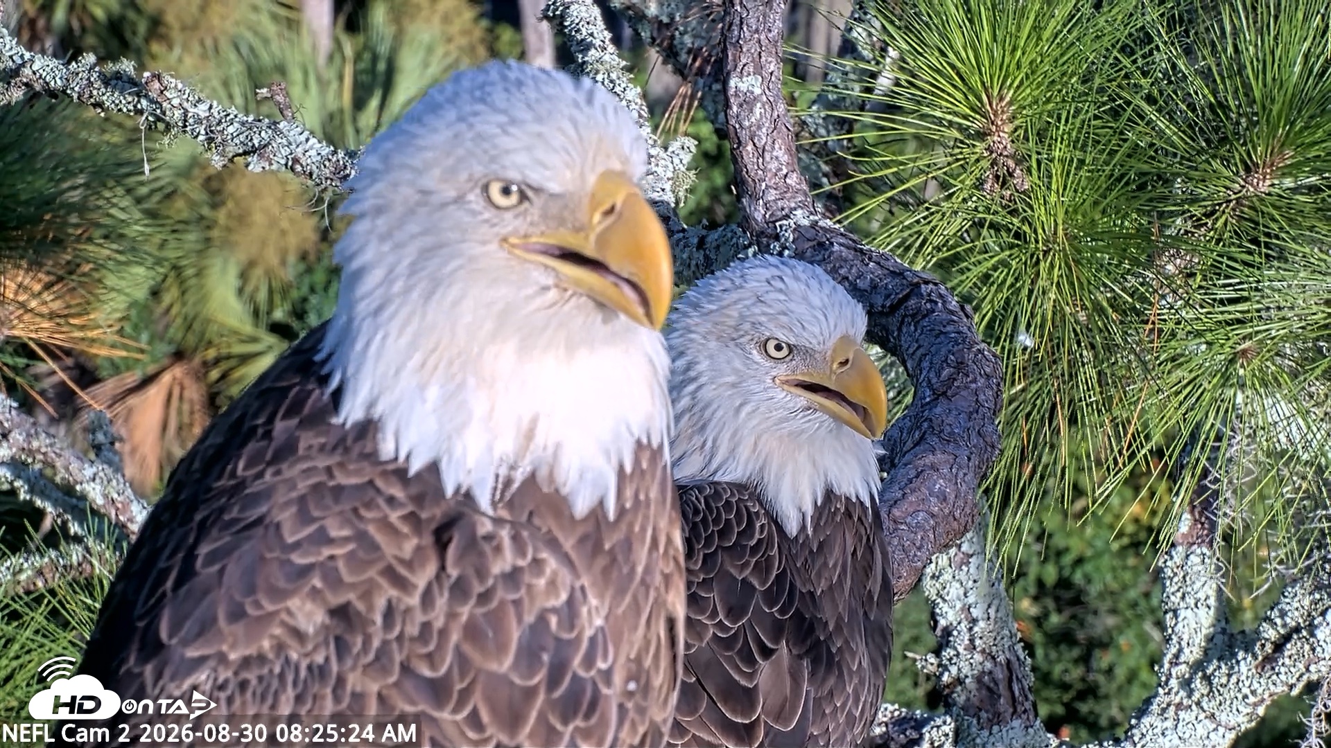 Snapshot of NE Florida Eagles Live Webcam taken Aug 30, 2026, 8:26am EDT