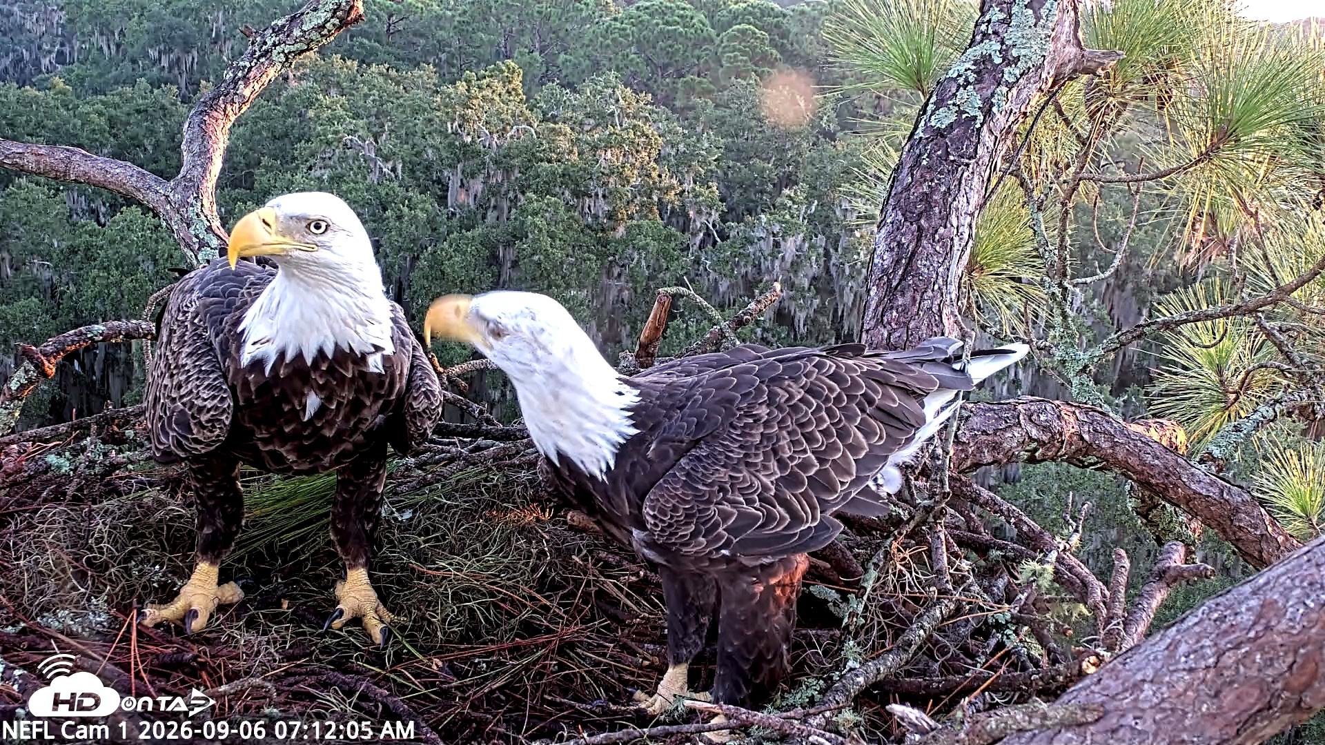 Snapshot of NE Florida Eagles Live Webcam taken Sep 6, 2026, 7:13am EDT