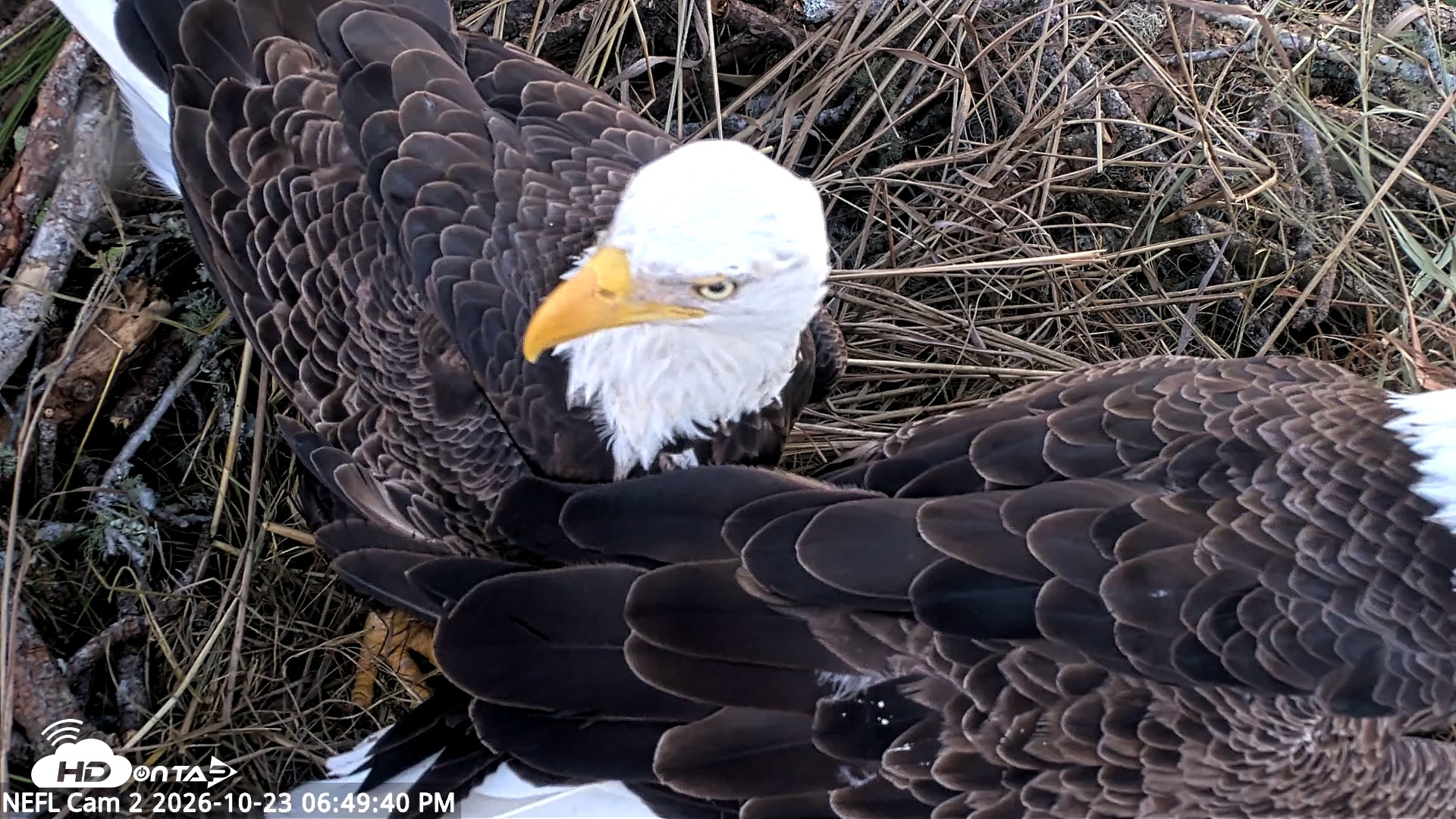 Snapshot of NE Florida Eagles Live Webcam taken Oct 23, 2026, 6:50pm EDT