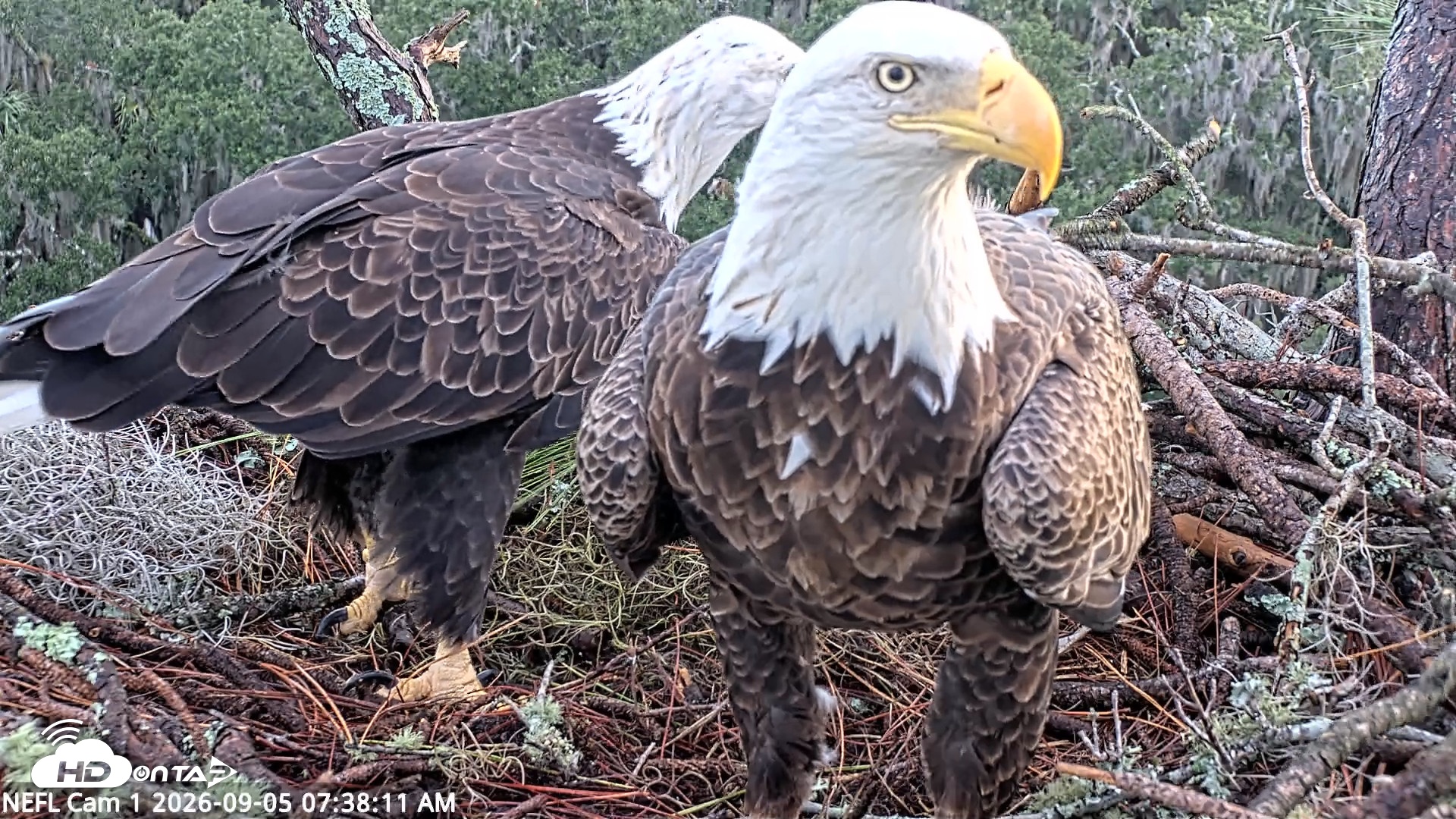 Snapshot of NE Florida Eagles Live Webcam taken Sep 5, 2026, 7:39am EDT