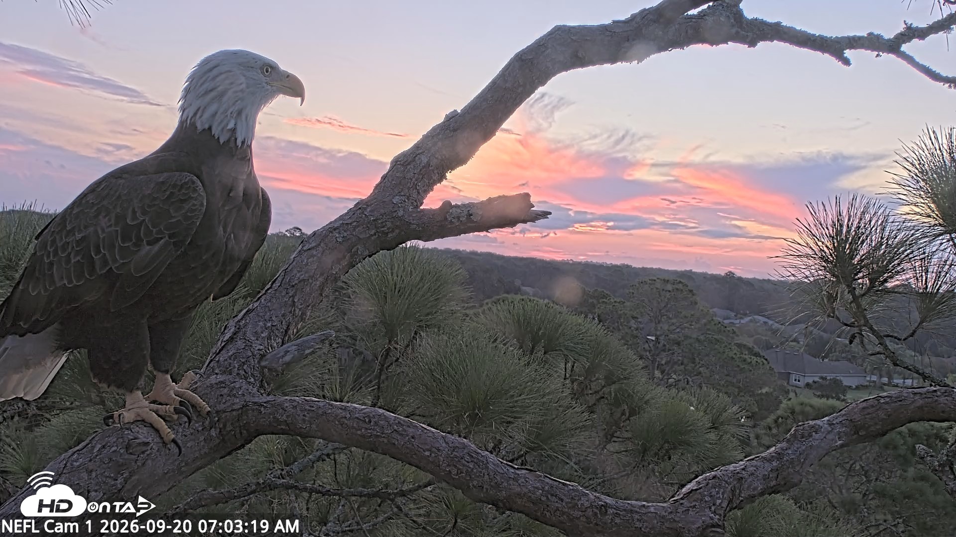 Snapshot of NE Florida Eagles Live Webcam taken Sep 20, 2026, 7:04am EDT