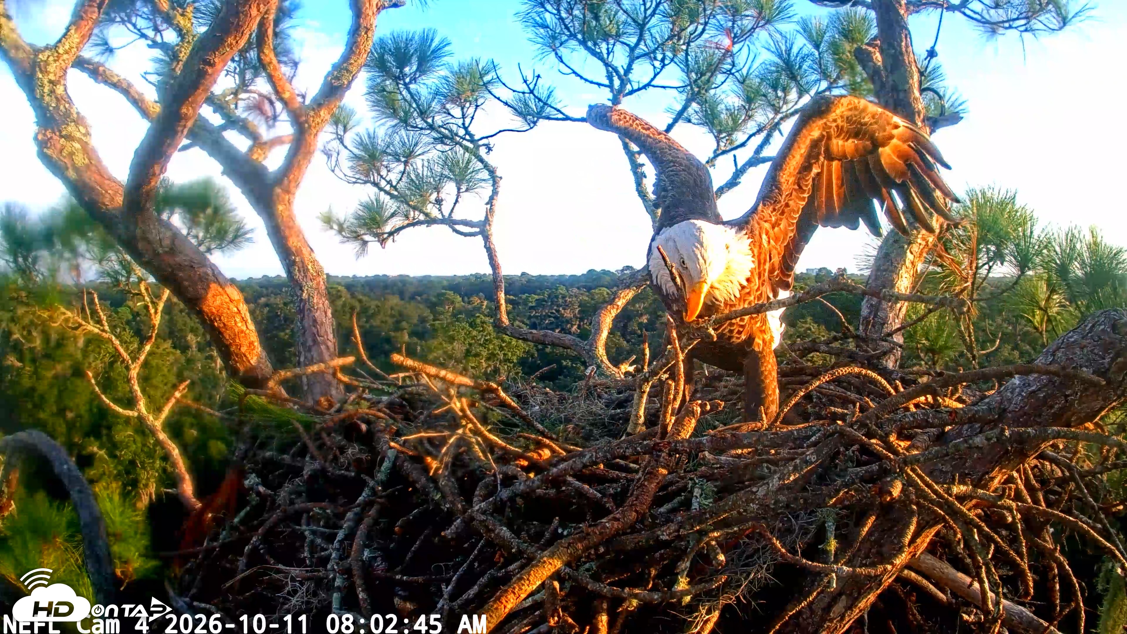 Snapshot of NE Florida Eagles Live Webcam taken Oct 11, 2026, 8:03am EDT