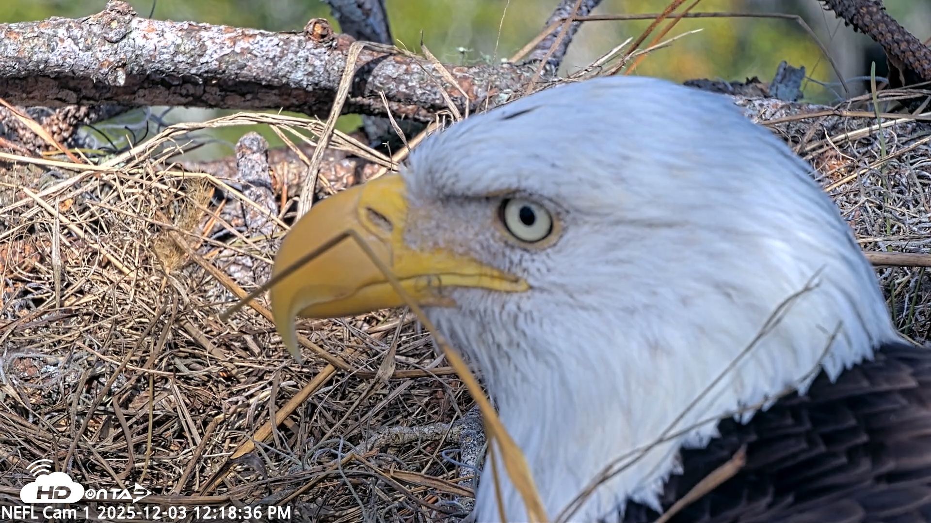 Snapshot of NE Florida Eagles Live Webcam taken Dec 3, 2025, 12:19pm EST