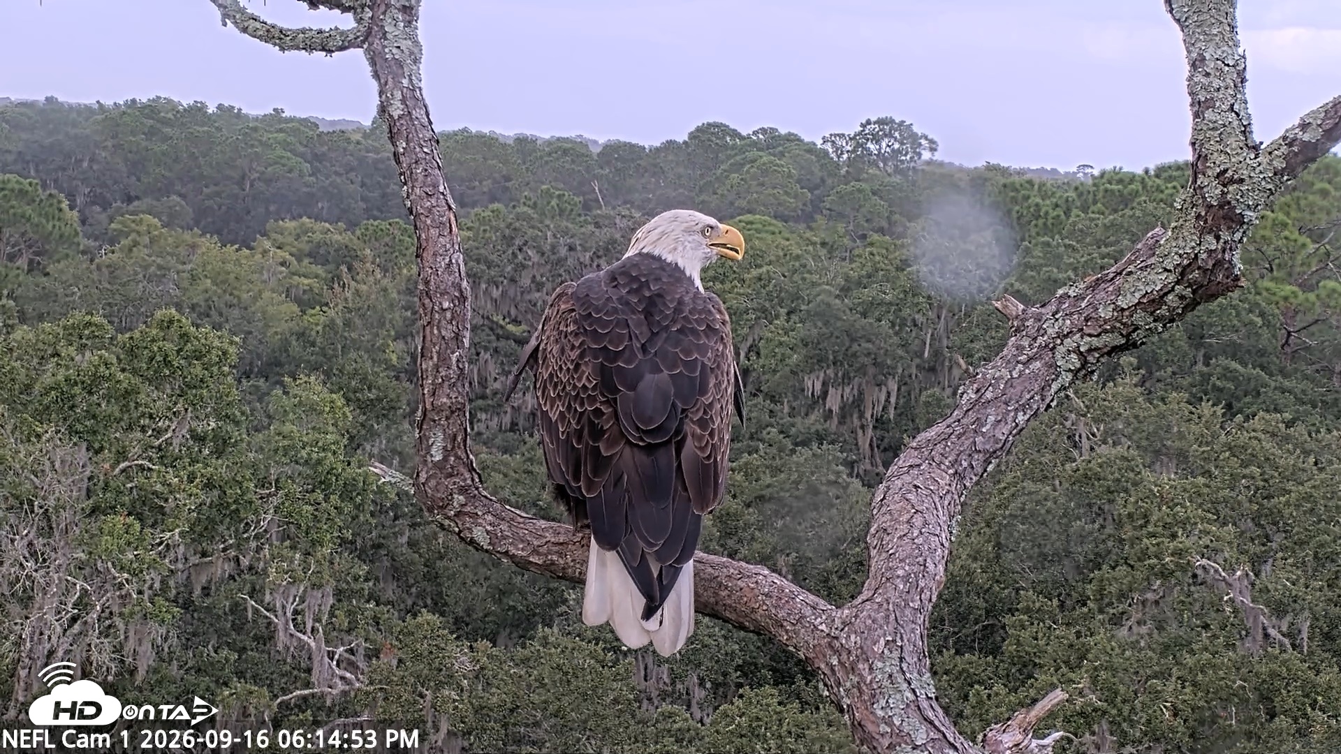 Snapshot of NE Florida Eagles Live Webcam taken Sep 16, 2026, 6:15pm EDT