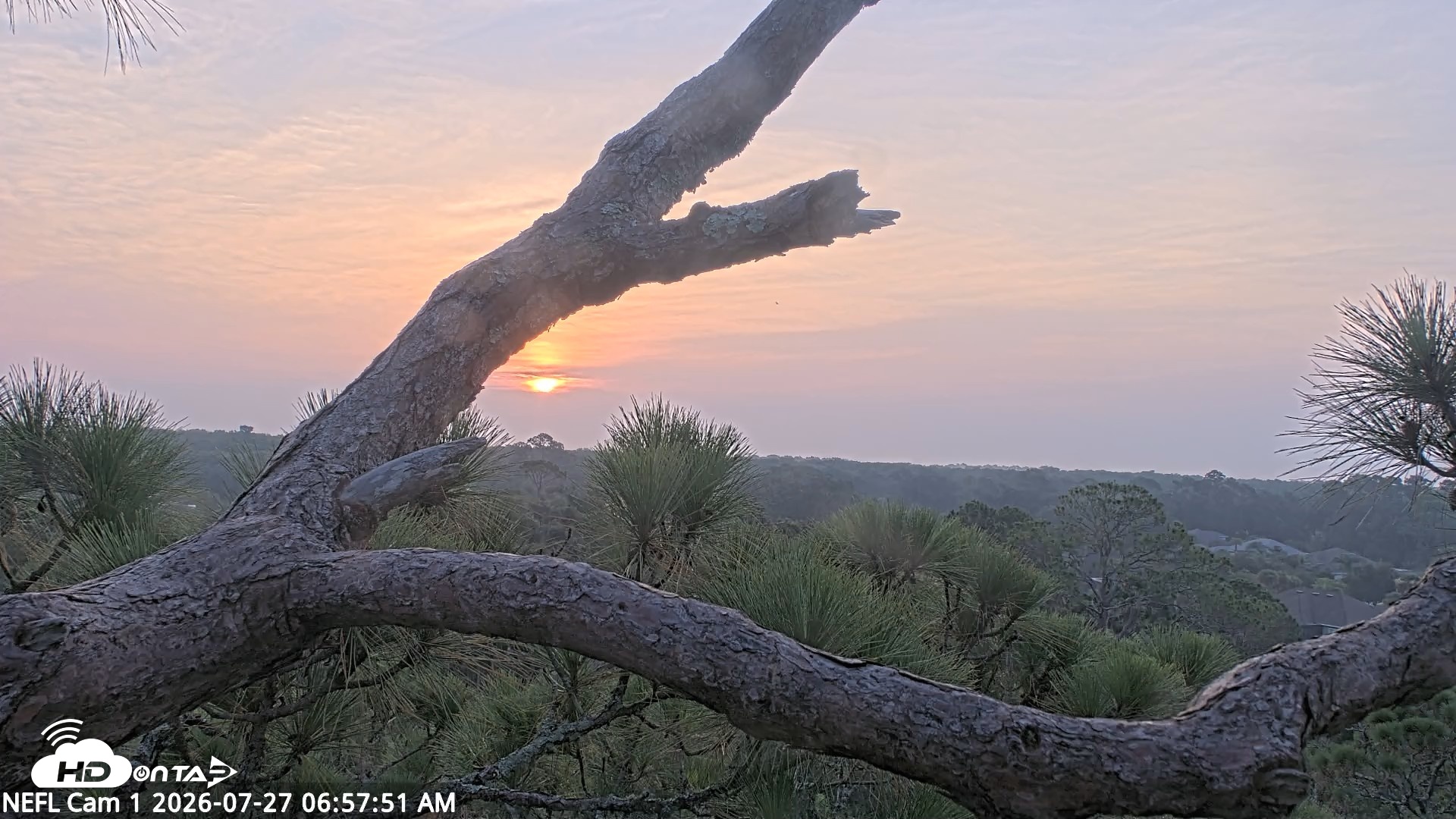 Snapshot of NE Florida Eagles Live Webcam taken Jul 27, 2026, 6:58am EDT