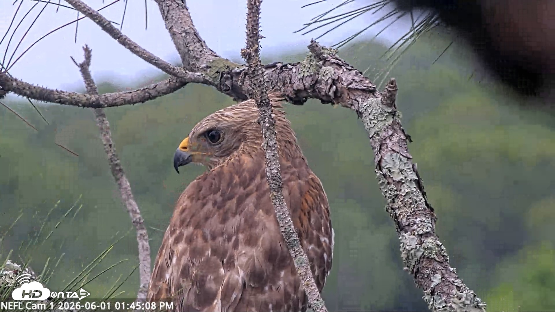 Snapshot of NE Florida Eagles Live Webcam taken Jun 1, 2026, 1:46pm EDT