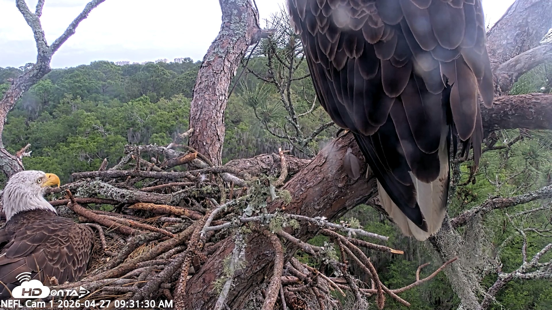 Snapshot of NE Florida Eagles Live Webcam taken Apr 27, 2026, 9:32am EDT