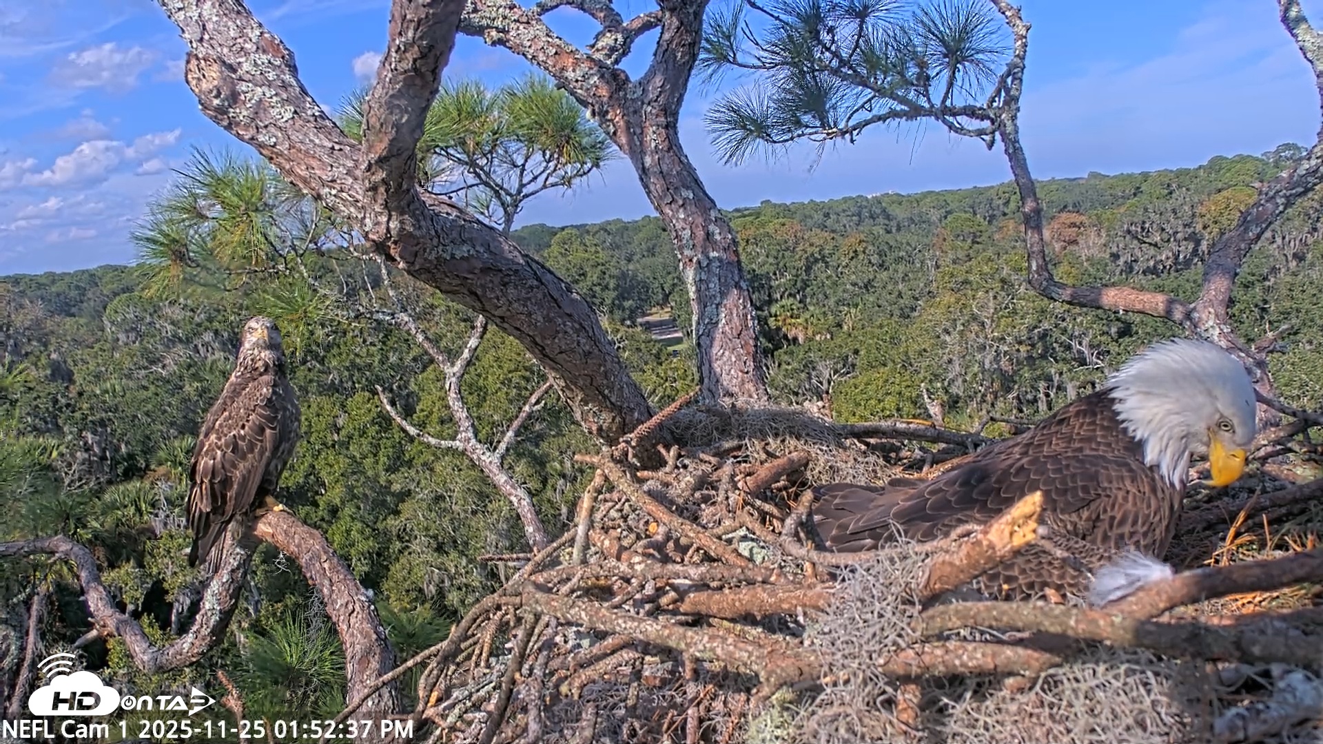 Snapshot of NE Florida Eagles Live Webcam taken Nov 25, 2025, 1:53pm EST