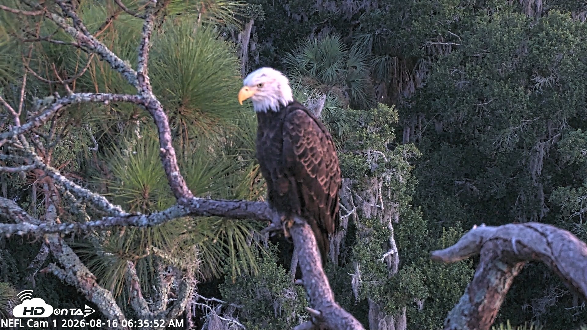Snapshot of NE Florida Eagles Live Webcam taken Aug 16, 2026, 6:36am EDT