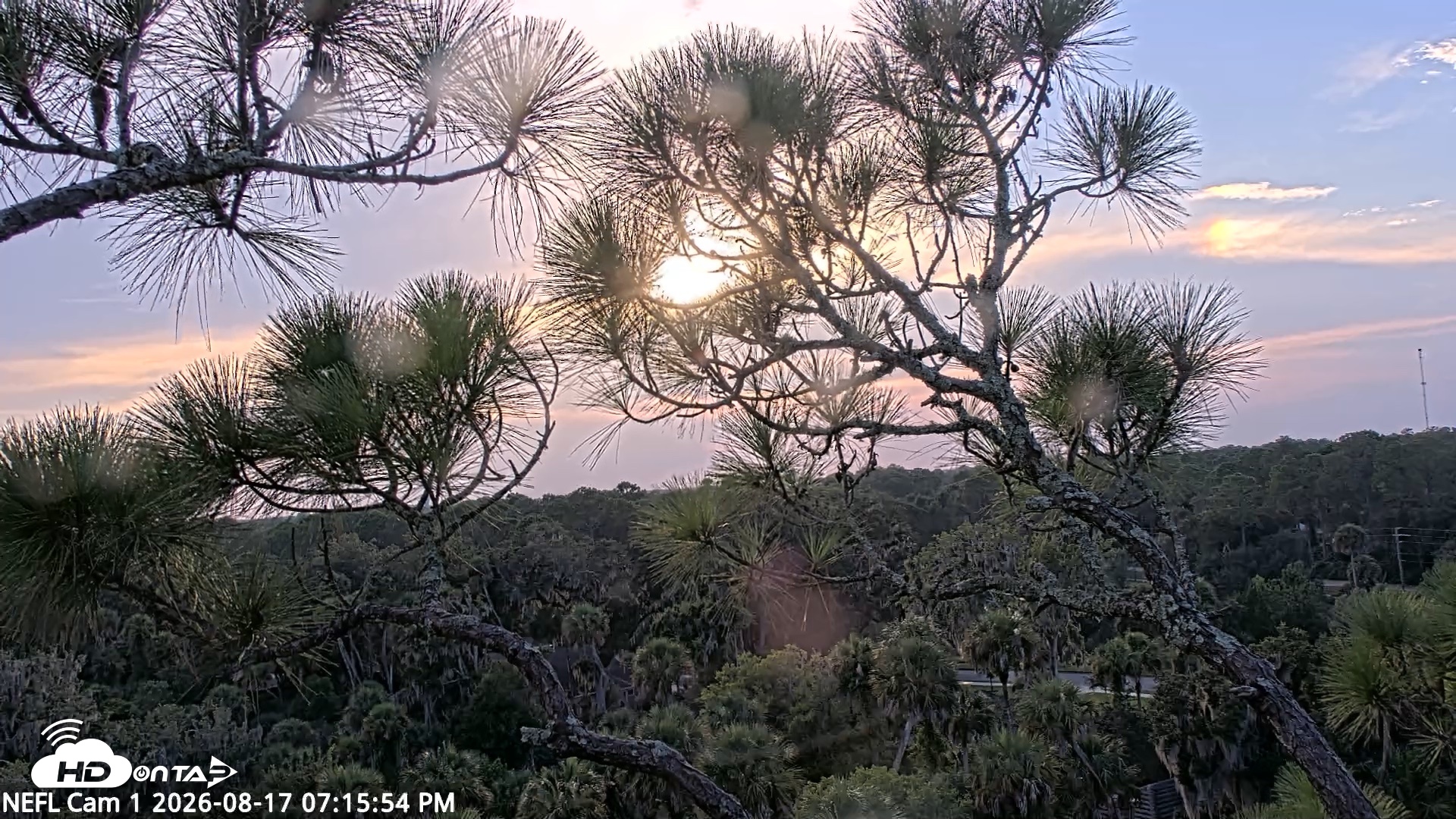 Snapshot of NE Florida Eagles Live Webcam taken Aug 17, 2026, 7:16pm EDT