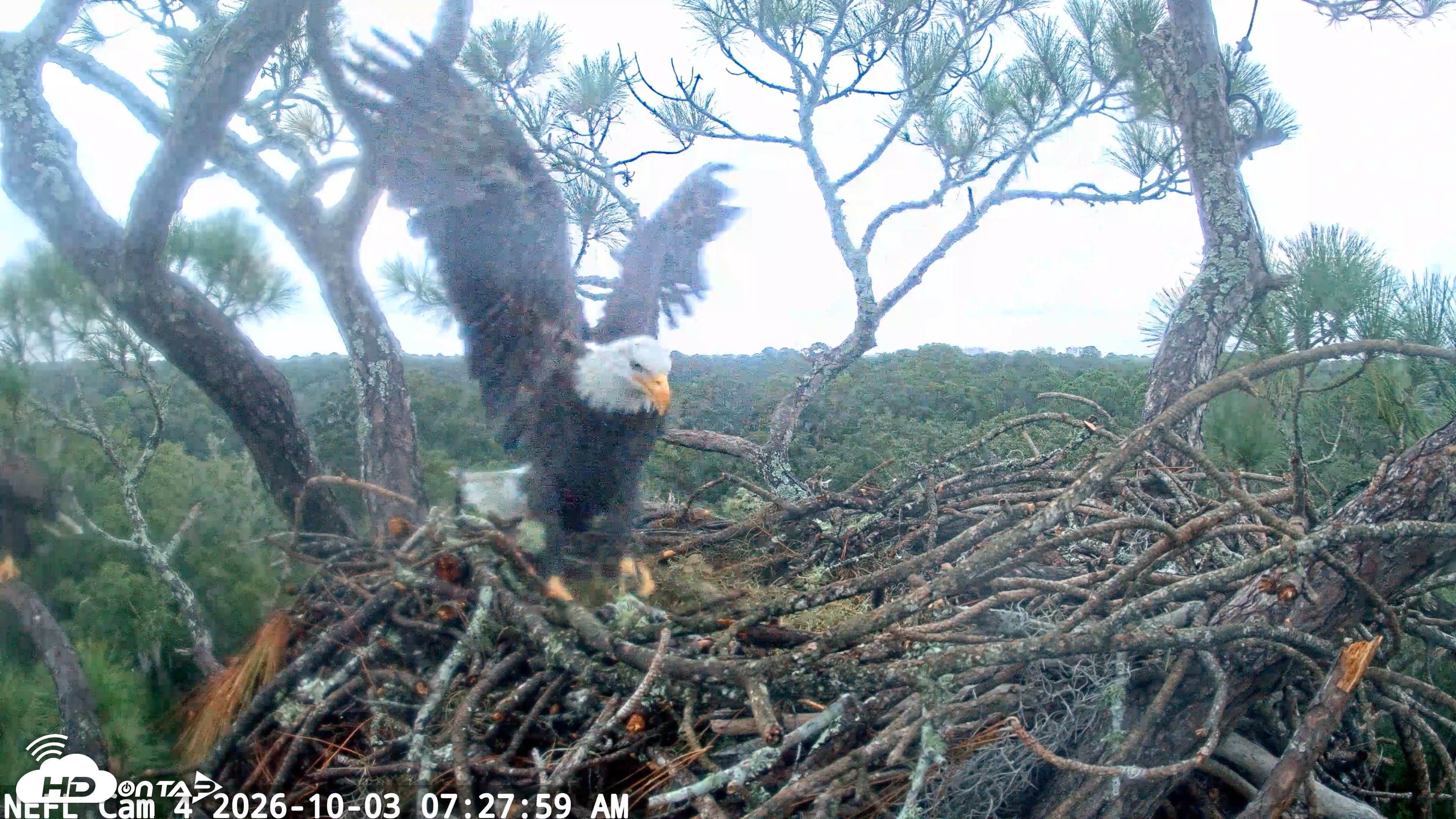 Snapshot of NE Florida Eagles Live Webcam taken Oct 3, 2026, 7:28am EDT