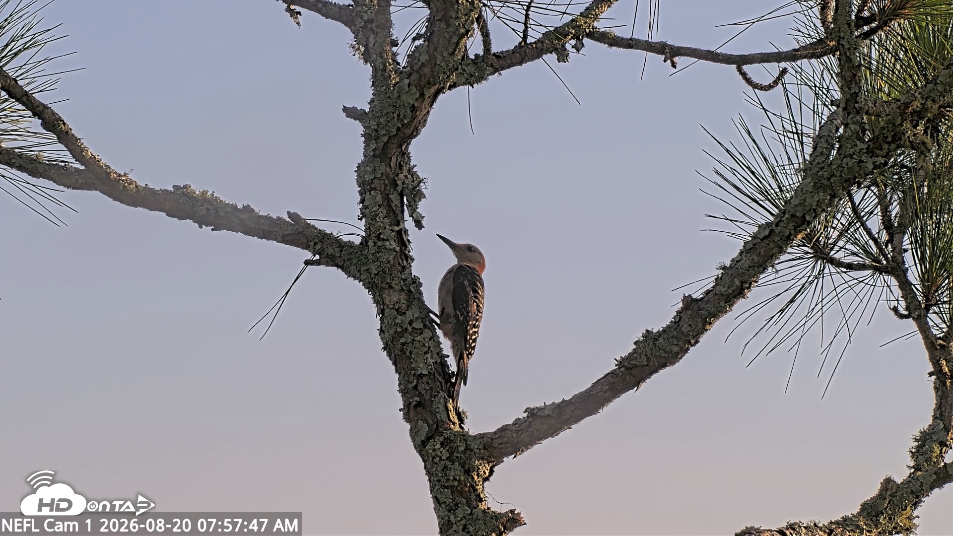 Snapshot of NE Florida Eagles Live Webcam taken Aug 20, 2026, 7:58am EDT