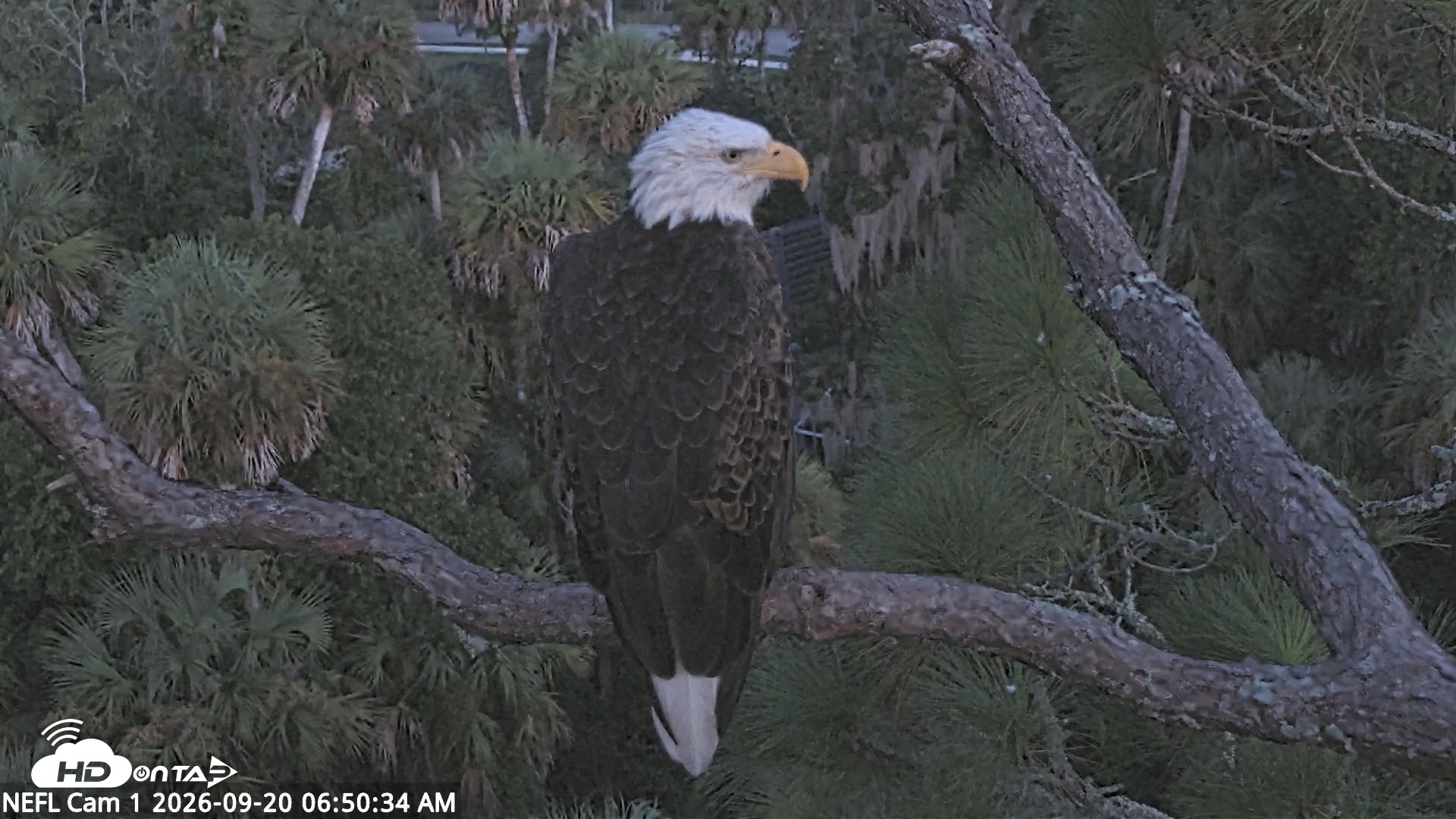 Snapshot of NE Florida Eagles Live Webcam taken Sep 20, 2026, 6:51am EDT