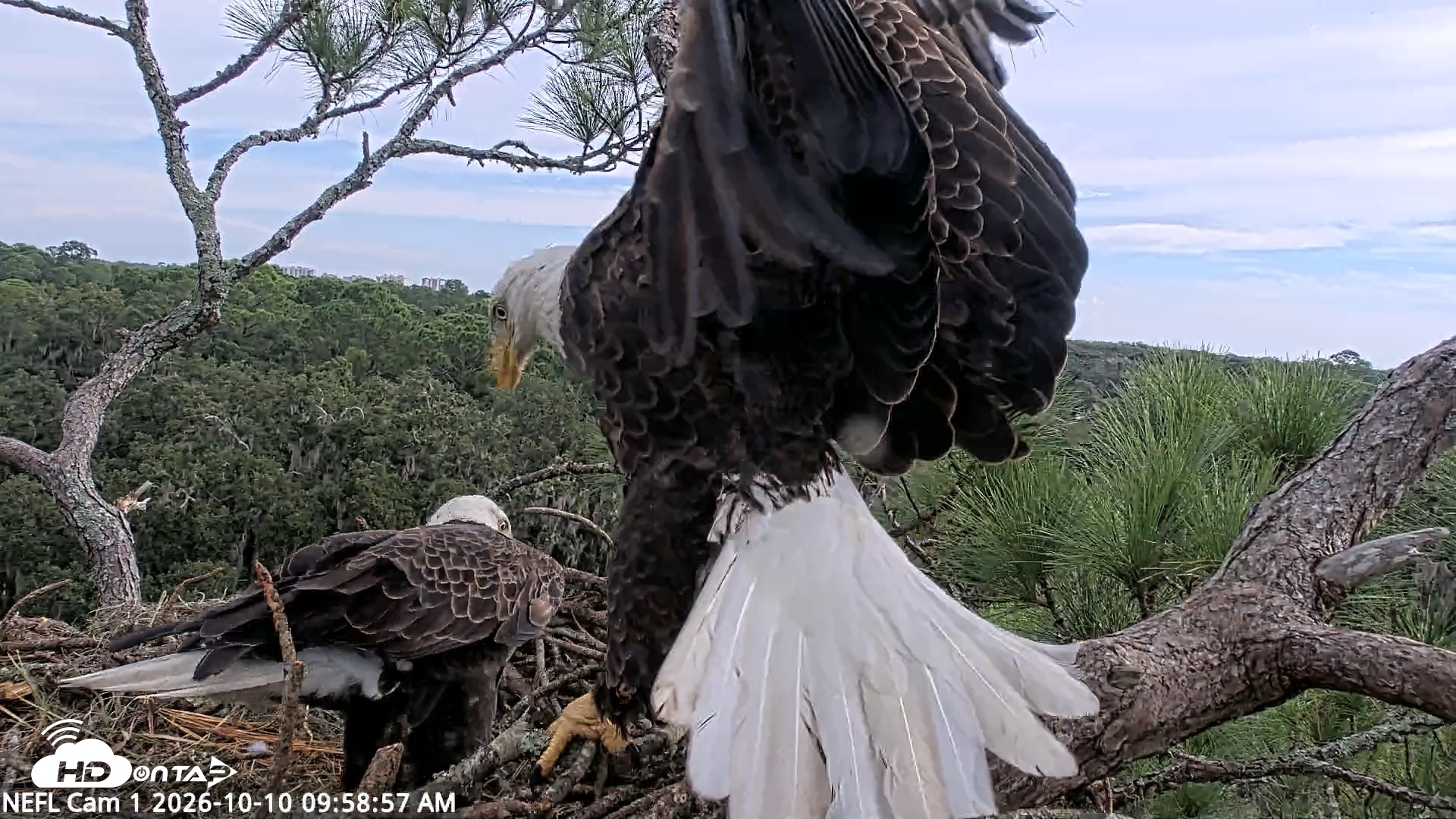 Snapshot of NE Florida Eagles Live Webcam taken Oct 10, 2026, 9:59am EDT