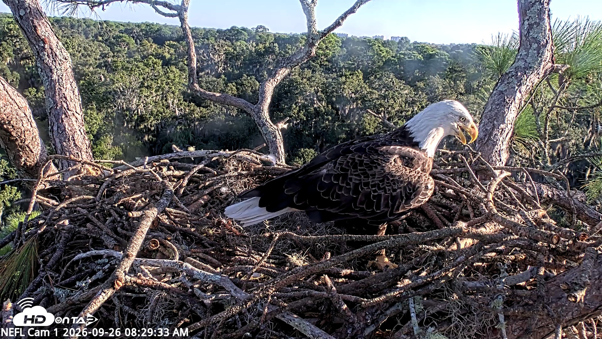 Snapshot of NE Florida Eagles Live Webcam taken Sep 26, 2026, 8:30am EDT