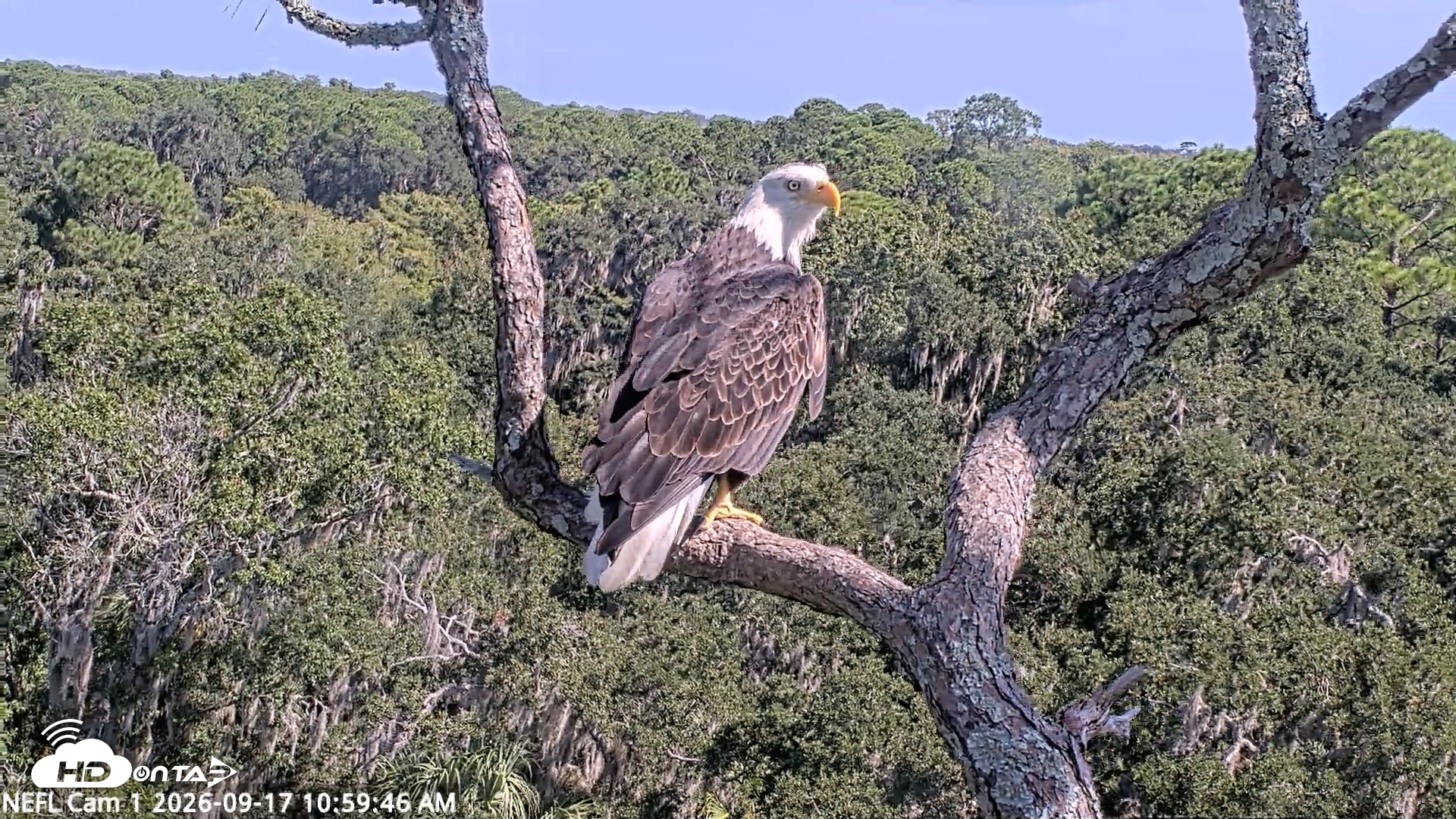 Snapshot of NE Florida Eagles Live Webcam taken Sep 17, 2026, 11:00am EDT