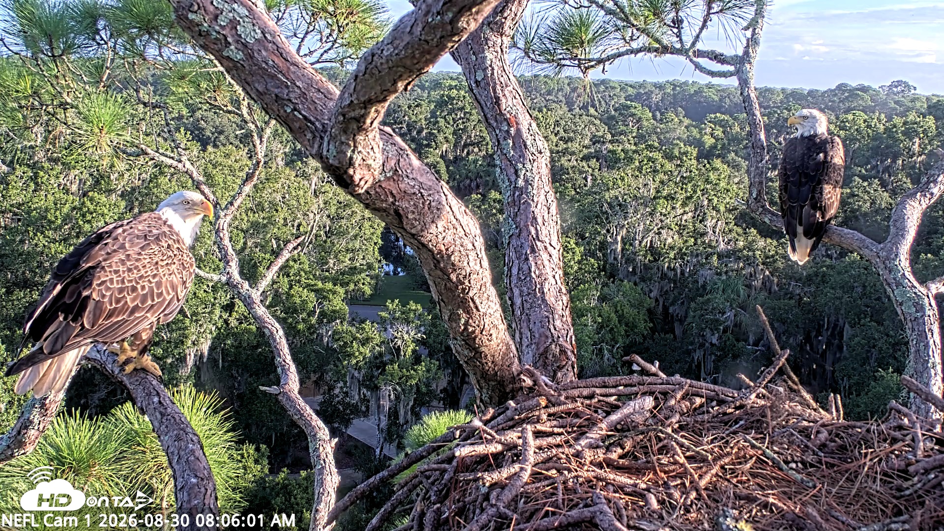 Snapshot of NE Florida Eagles Live Webcam taken Aug 30, 2026, 8:07am EDT