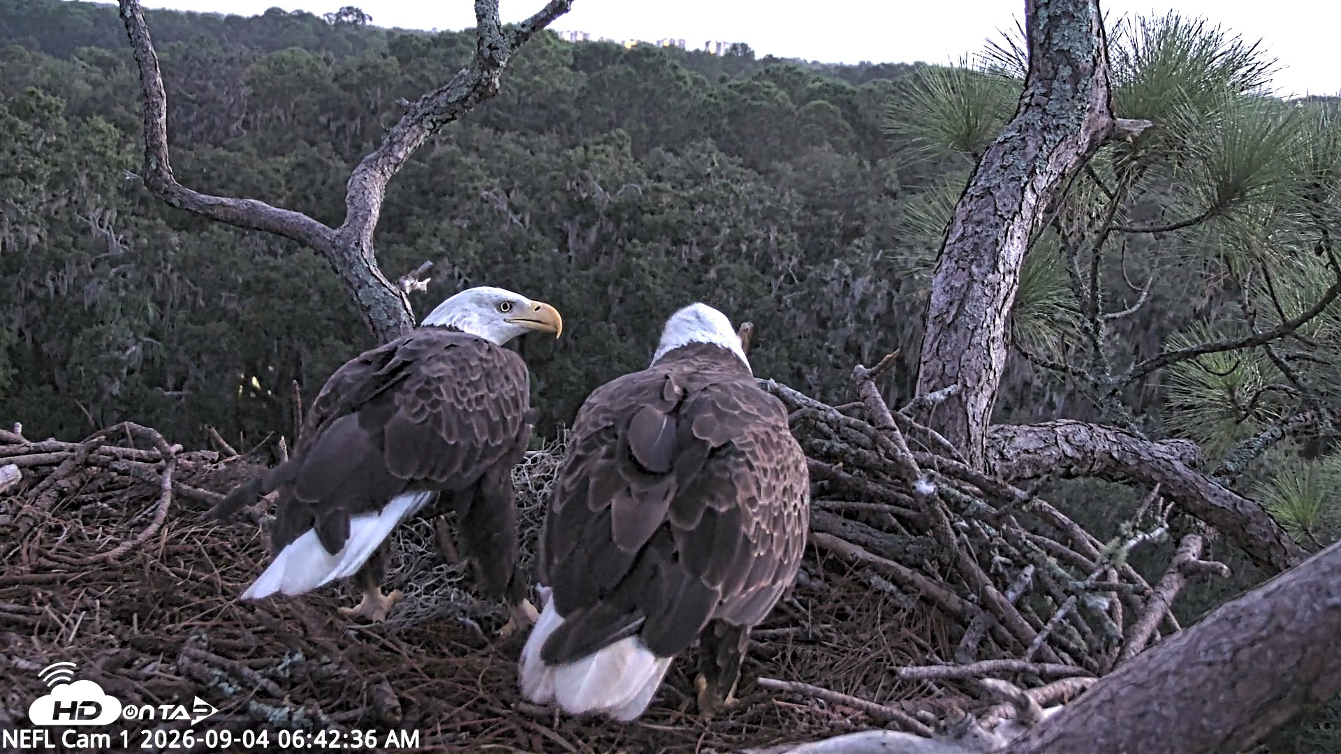 Snapshot of NE Florida Eagles Live Webcam taken Sep 4, 2026, 6:43am EDT