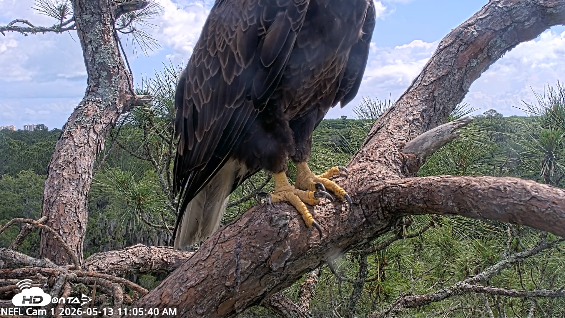 Snapshot of NE Florida Eagles Live Webcam taken May 13, 2026, 11:06am EDT