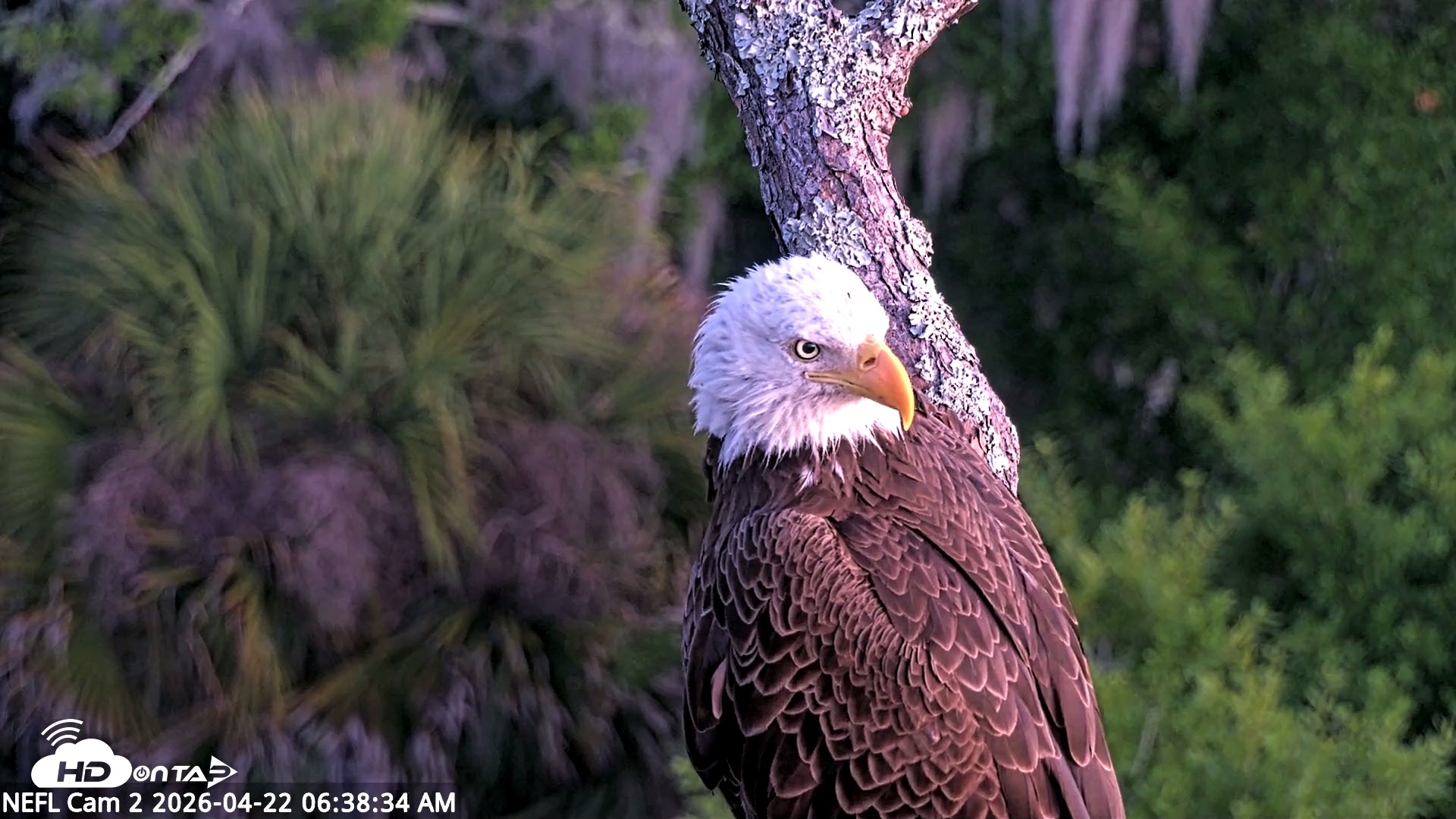 Snapshot of NE Florida Eagles Live Webcam taken Apr 22, 2026, 6:39am EDT