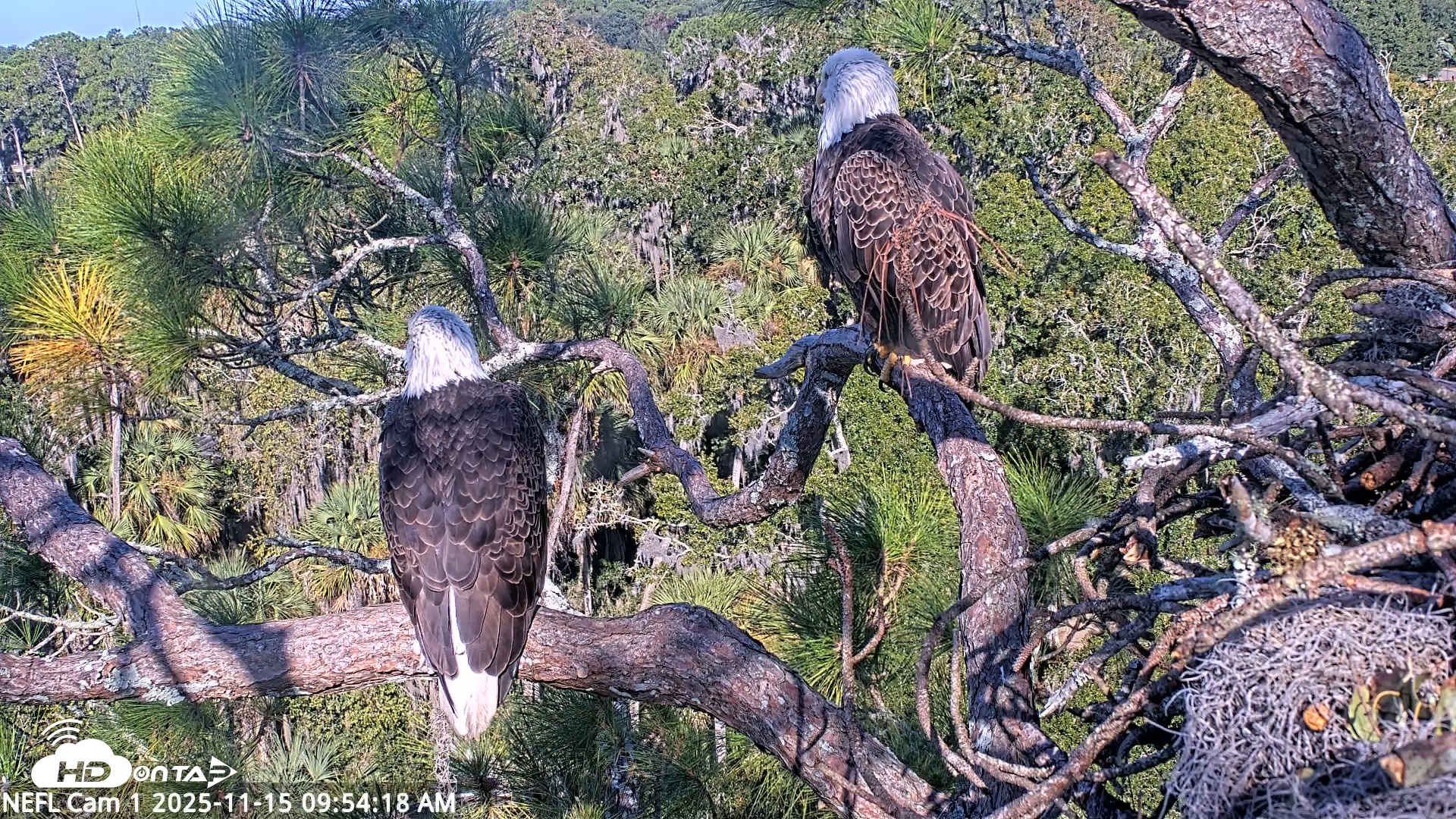 Snapshot of NE Florida Eagles Live Webcam taken Nov 15, 2025, 9:55am EST