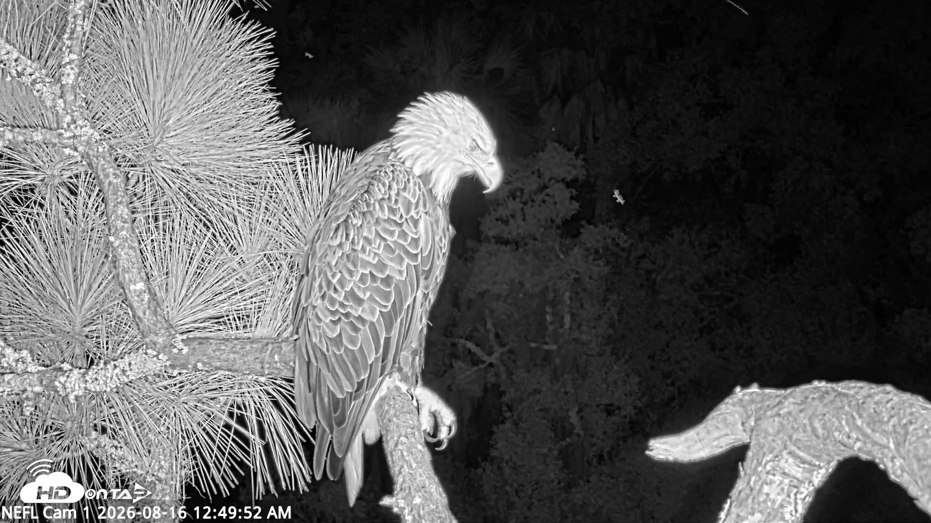 Snapshot of NE Florida Eagles Live Webcam taken Aug 16, 2026, 12:50am EDT