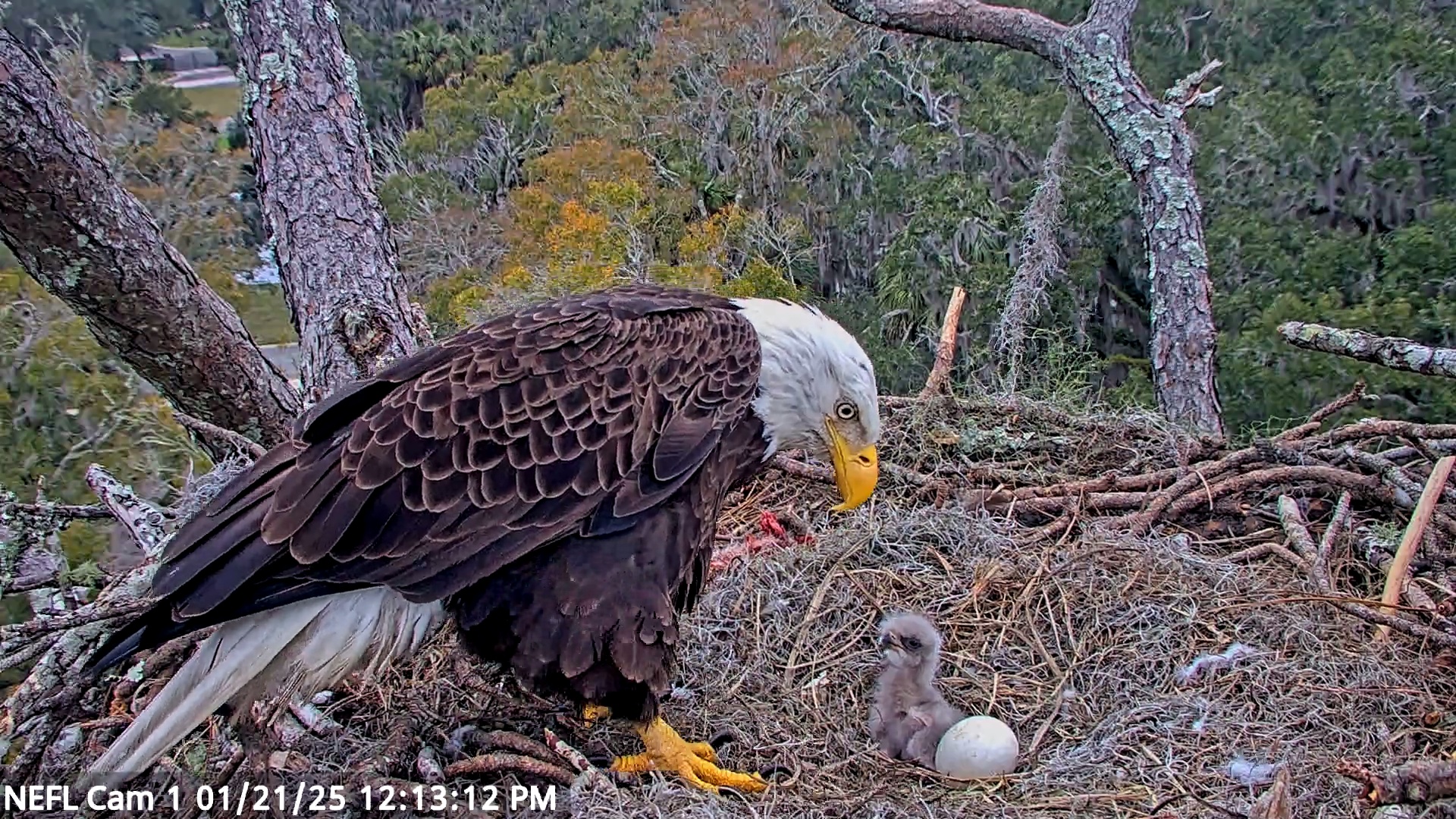 Snapshot of NE Florida Eagles Live Webcam taken Jan 21, 2025, 12:13pm EST