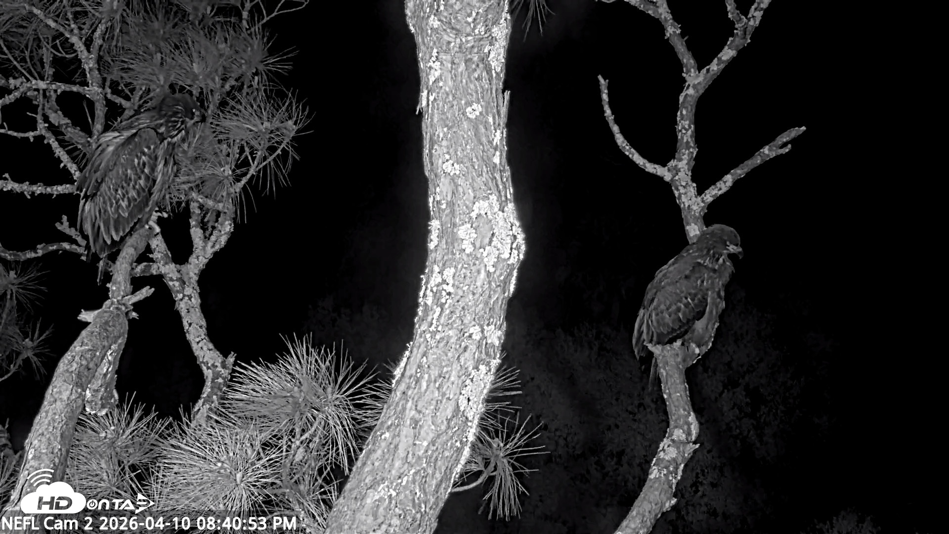 Snapshot of NE Florida Eagles Live Webcam taken Apr 10, 2026, 8:41pm EDT