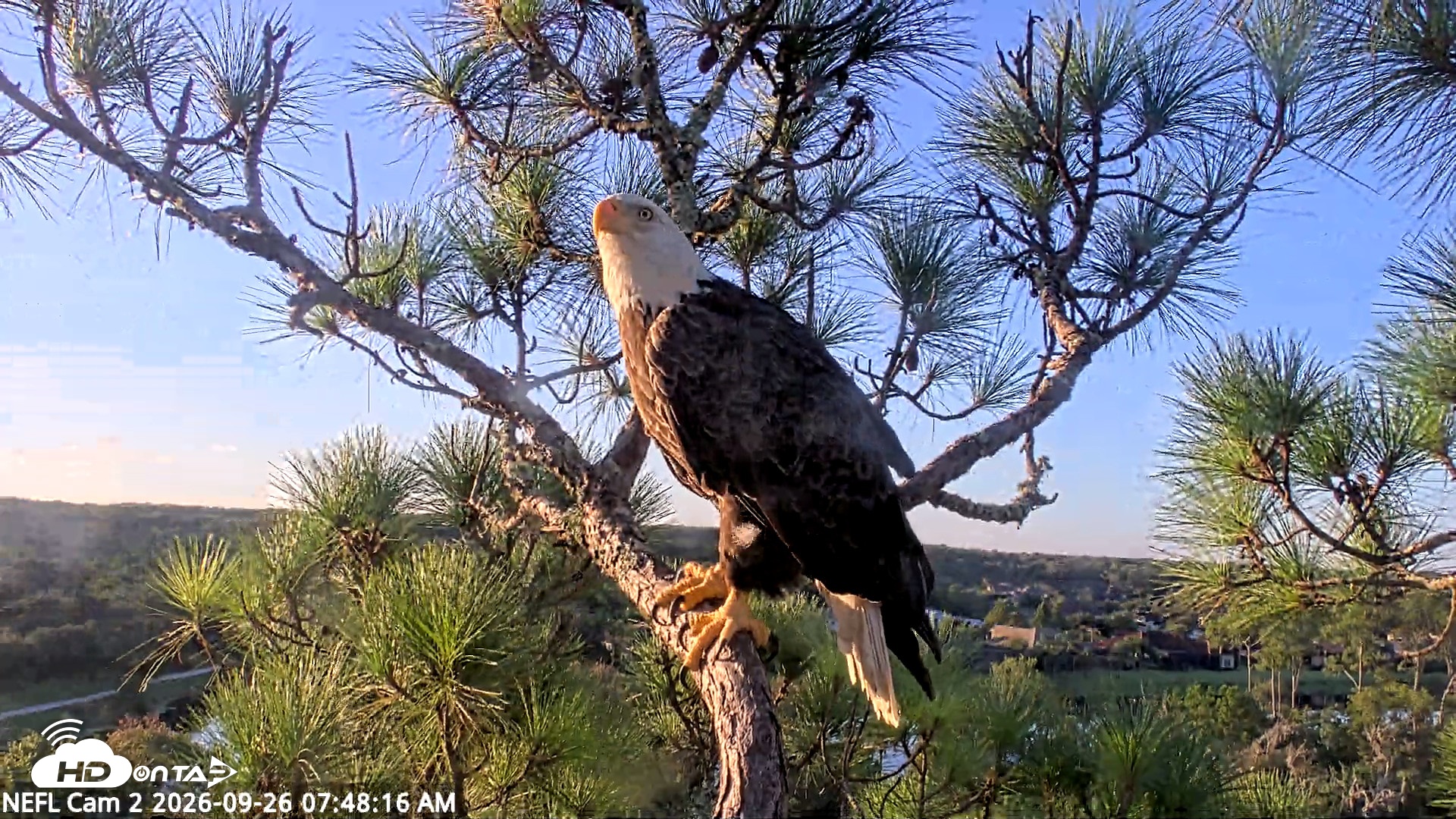 Snapshot of NE Florida Eagles Live Webcam taken Sep 26, 2026, 7:49am EDT