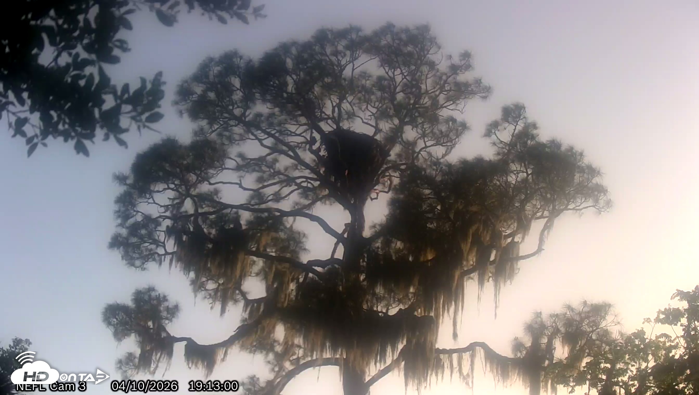 Snapshot of NE Florida Eagles Live Webcam taken Apr 10, 2026, 7:13pm EDT
