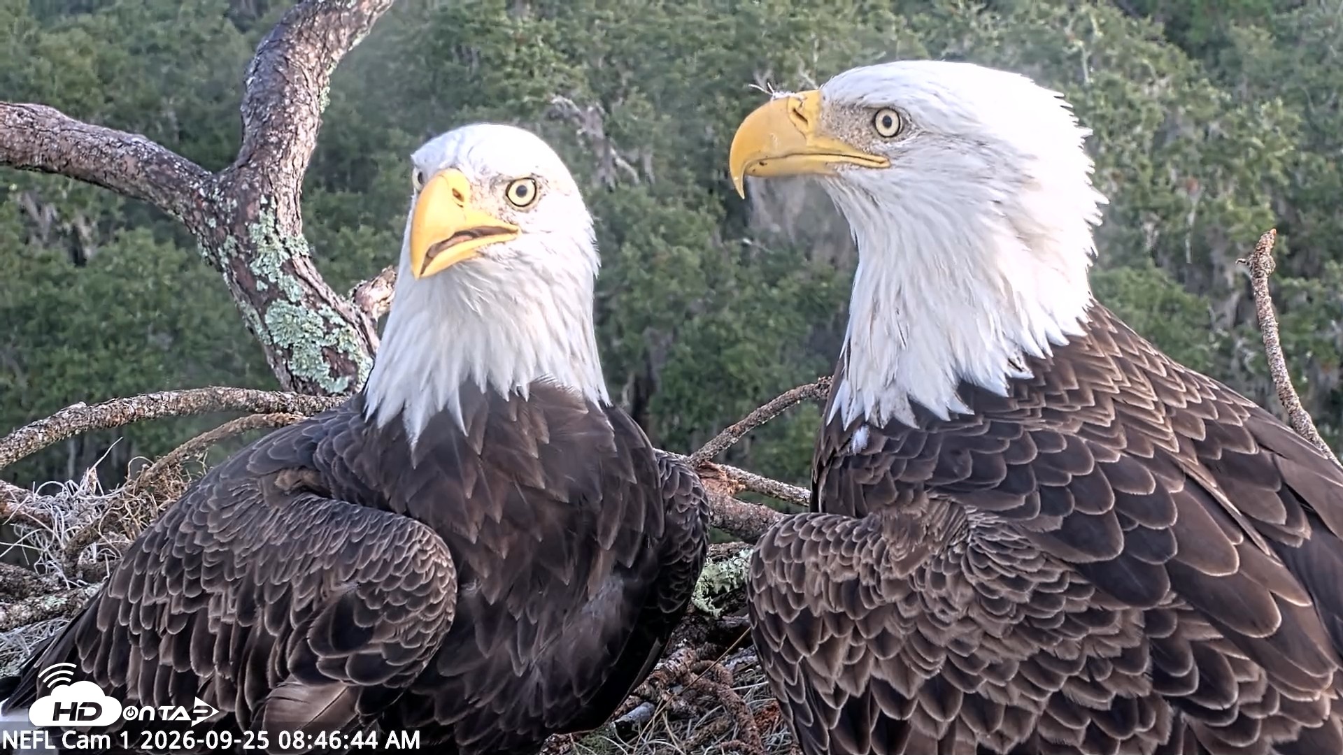 Snapshot of NE Florida Eagles Live Webcam taken Sep 25, 2026, 8:47am EDT