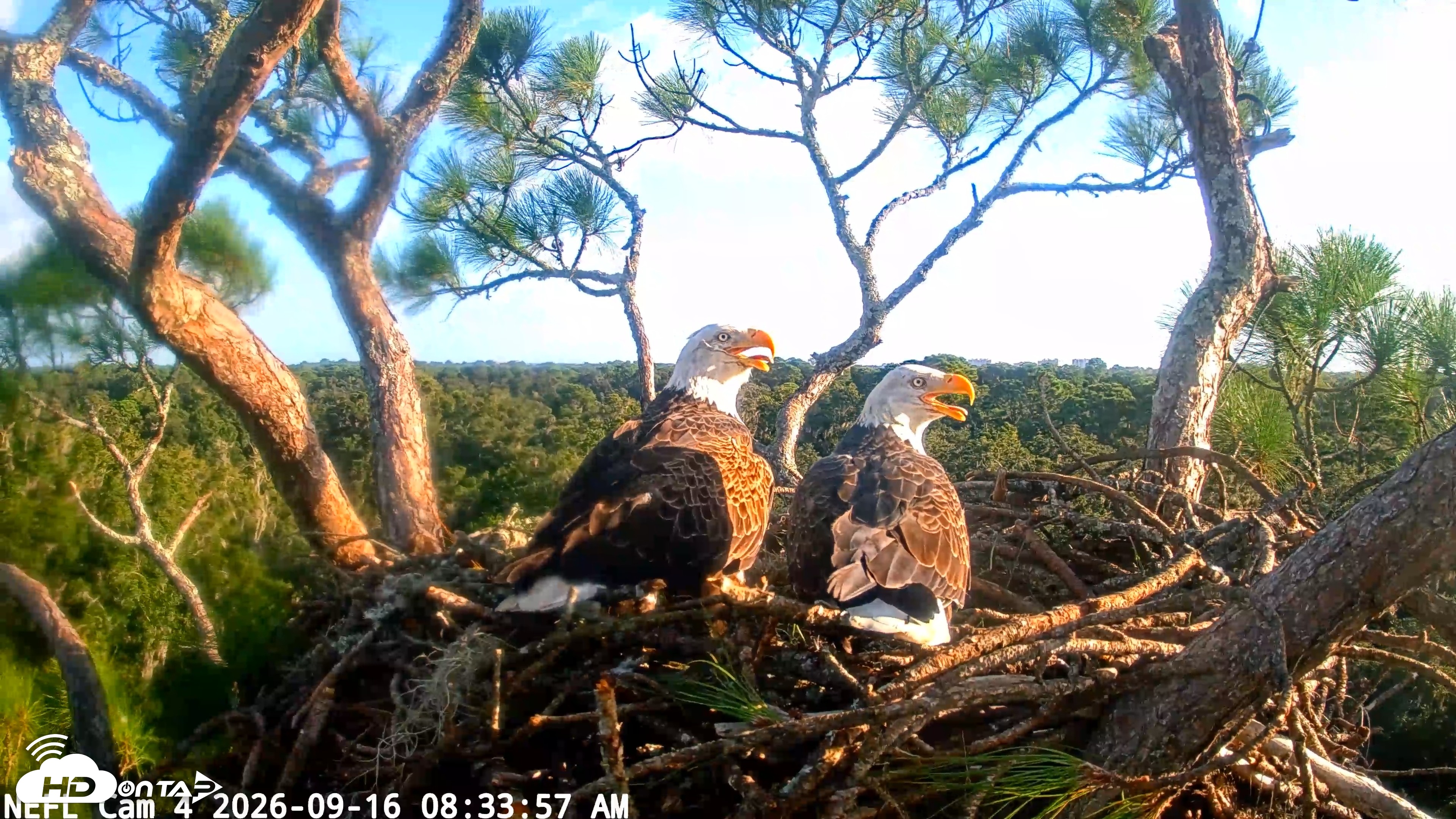 Snapshot of NE Florida Eagles Live Webcam taken Sep 16, 2026, 8:34am EDT