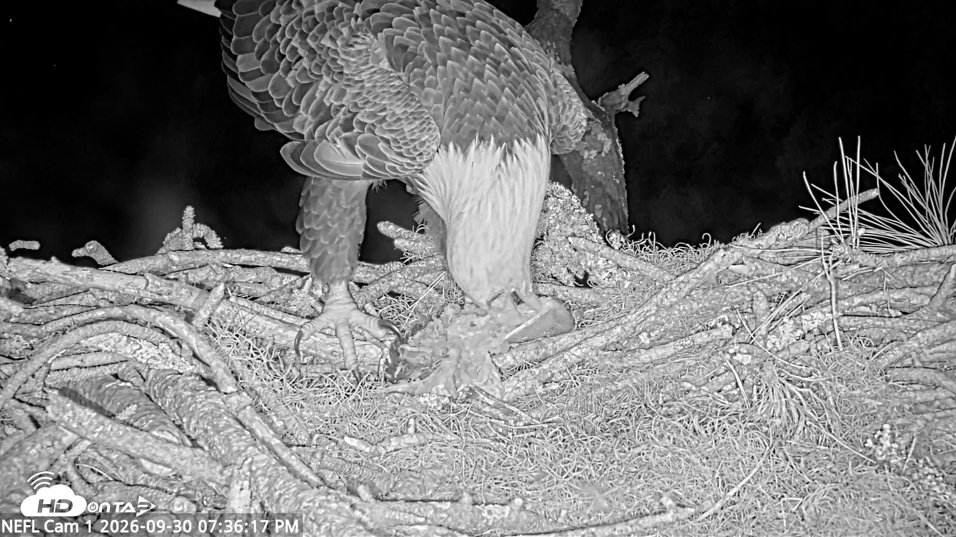 Snapshot of NE Florida Eagles Live Webcam taken Sep 30, 2026, 7:37pm EDT