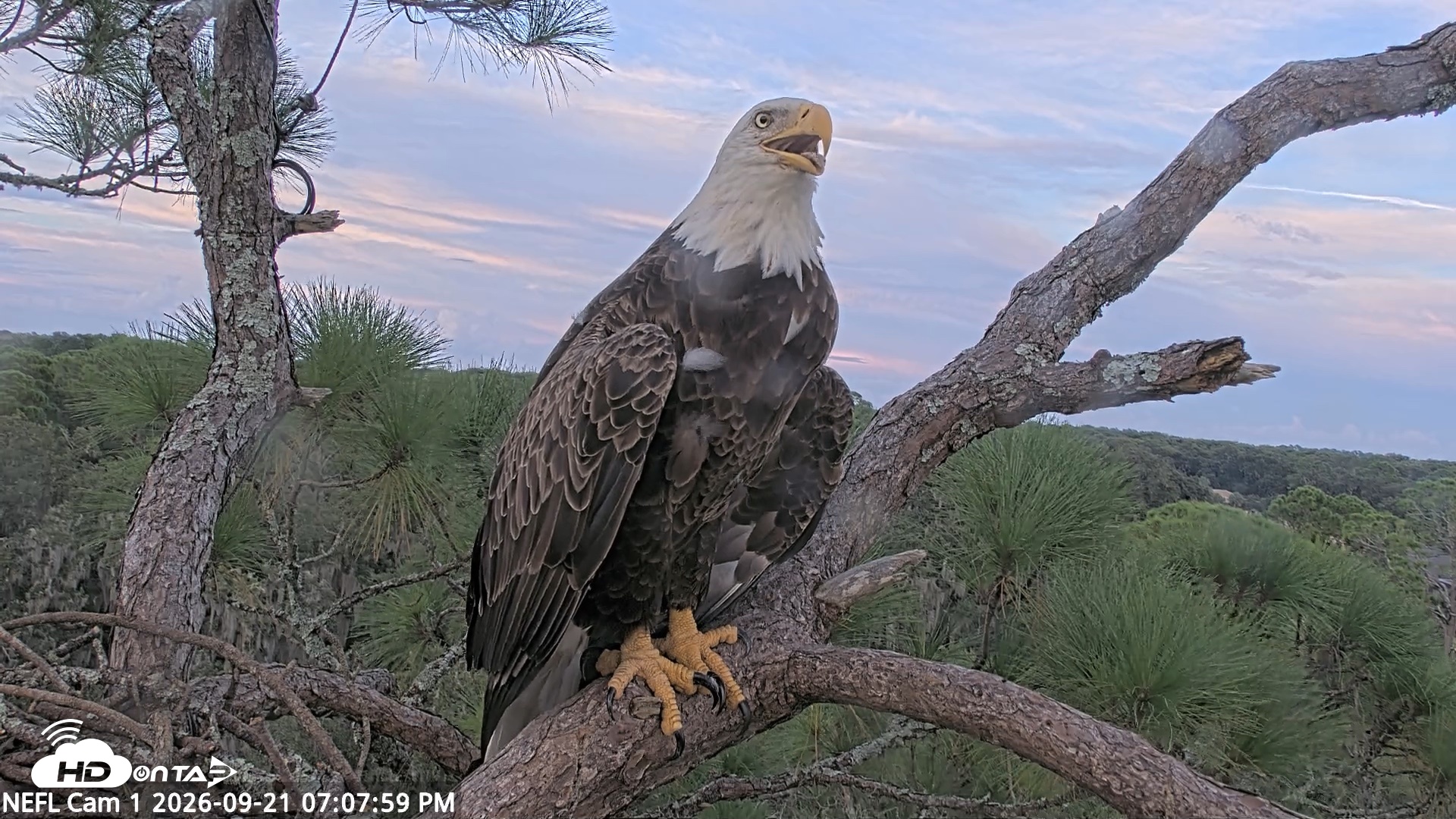 Snapshot of NE Florida Eagles Live Webcam taken Sep 21, 2026, 7:08pm EDT