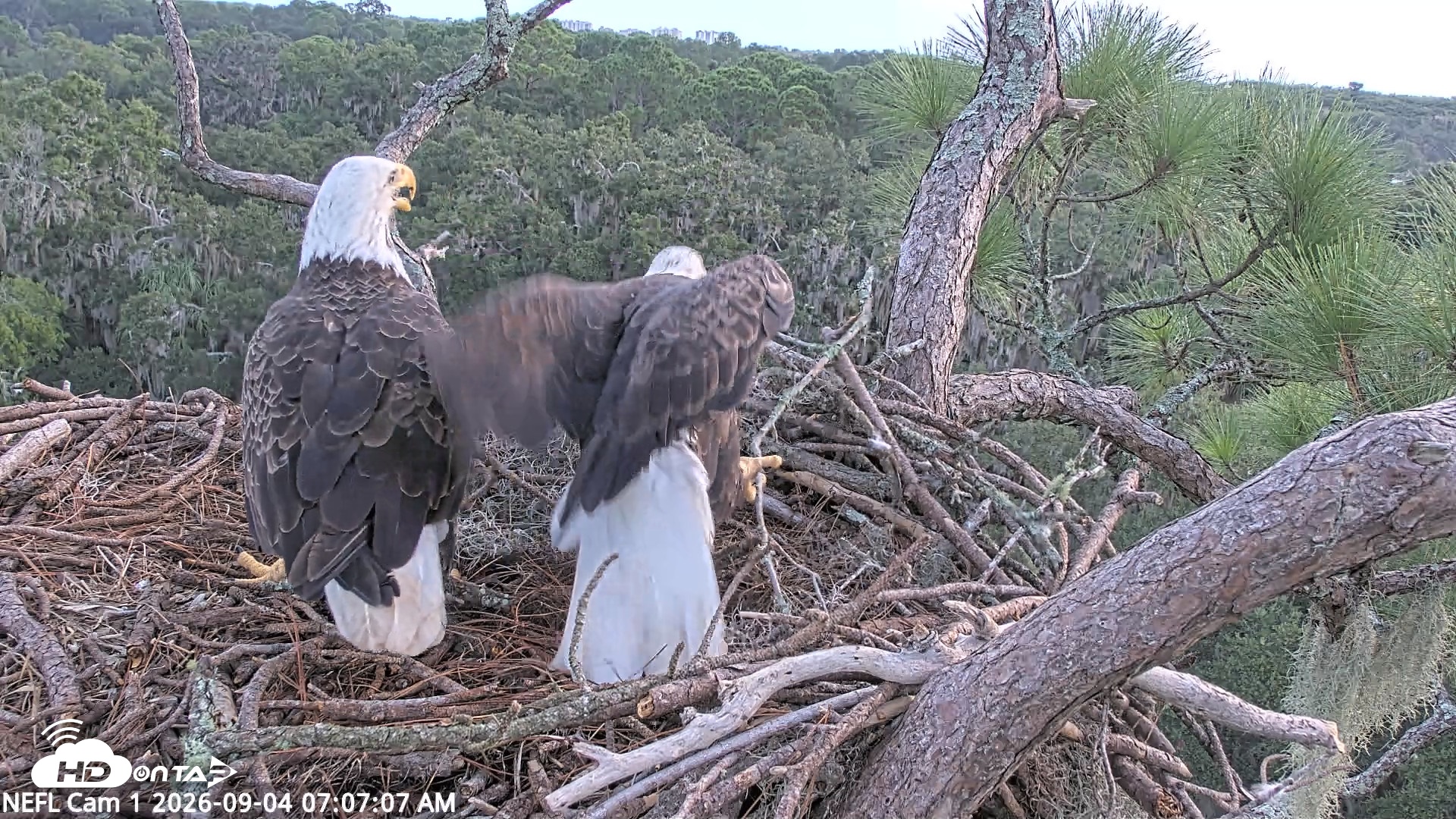 Snapshot of NE Florida Eagles Live Webcam taken Sep 4, 2026, 7:08am EDT
