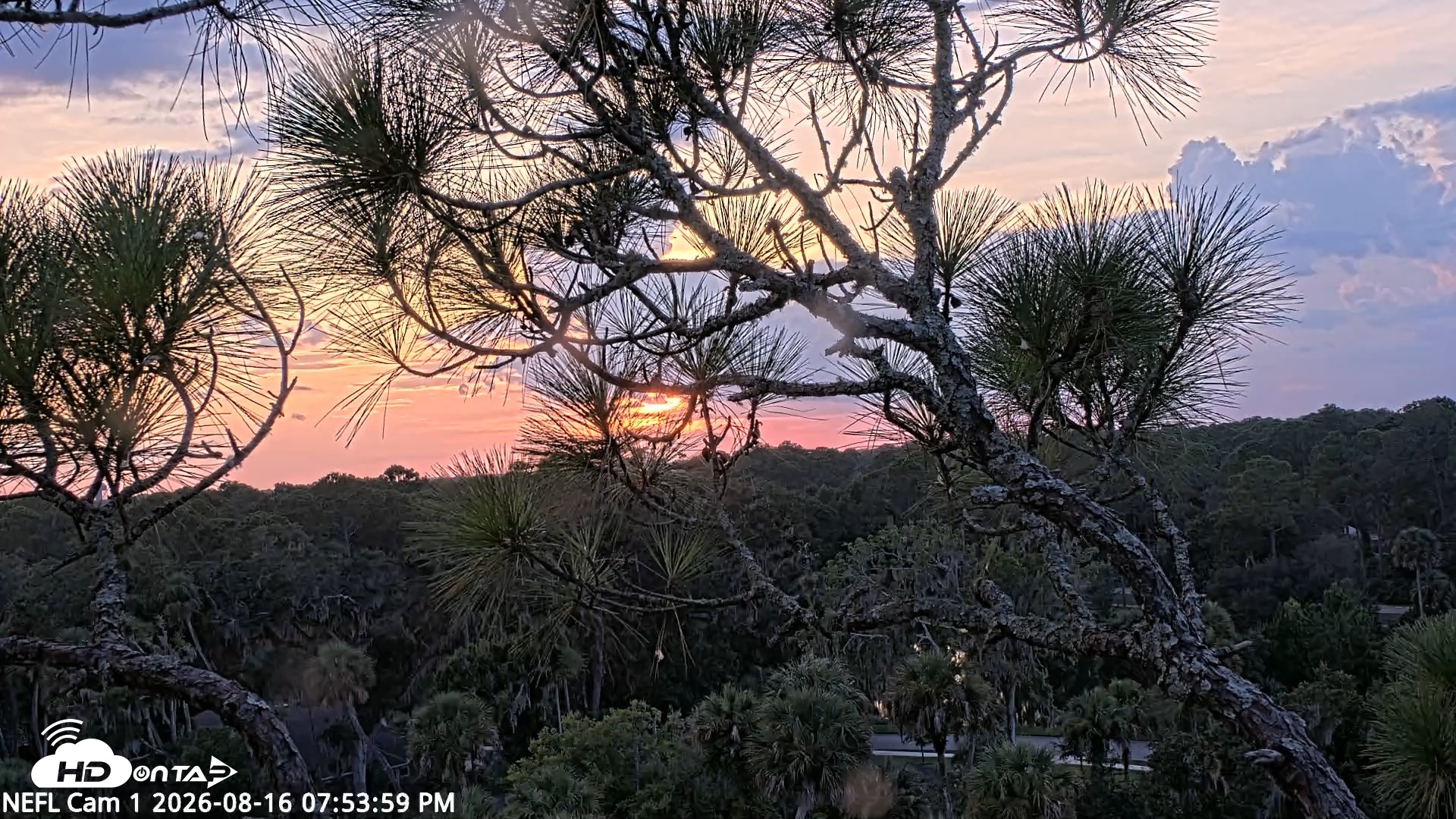 Snapshot of NE Florida Eagles Live Webcam taken Aug 16, 2026, 7:54pm EDT