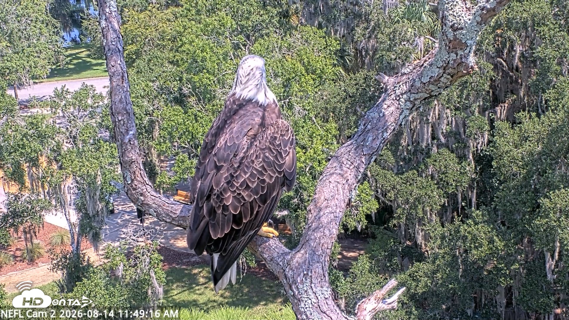 Snapshot of NE Florida Eagles Live Webcam taken Aug 14, 2026, 11:50am EDT