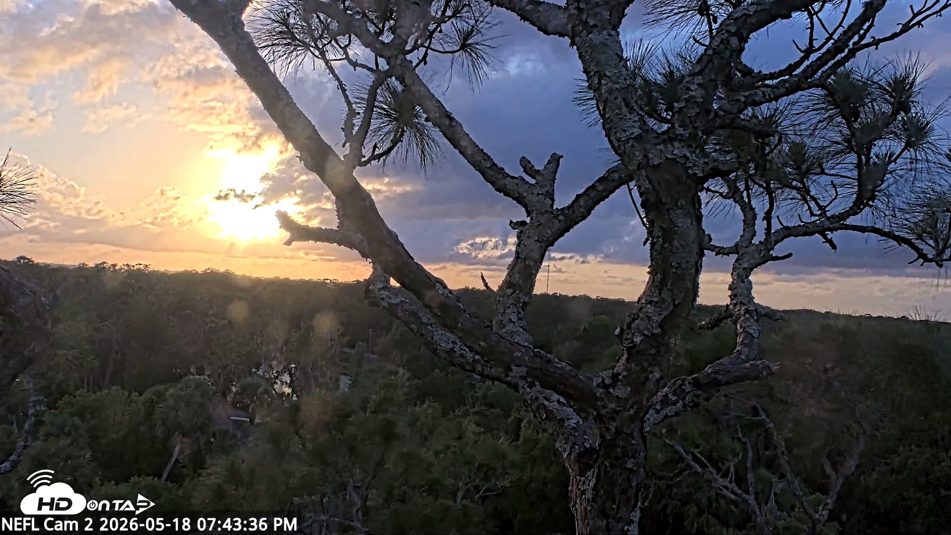 Snapshot of NE Florida Eagles Live Webcam taken May 18, 2026, 7:44pm EDT