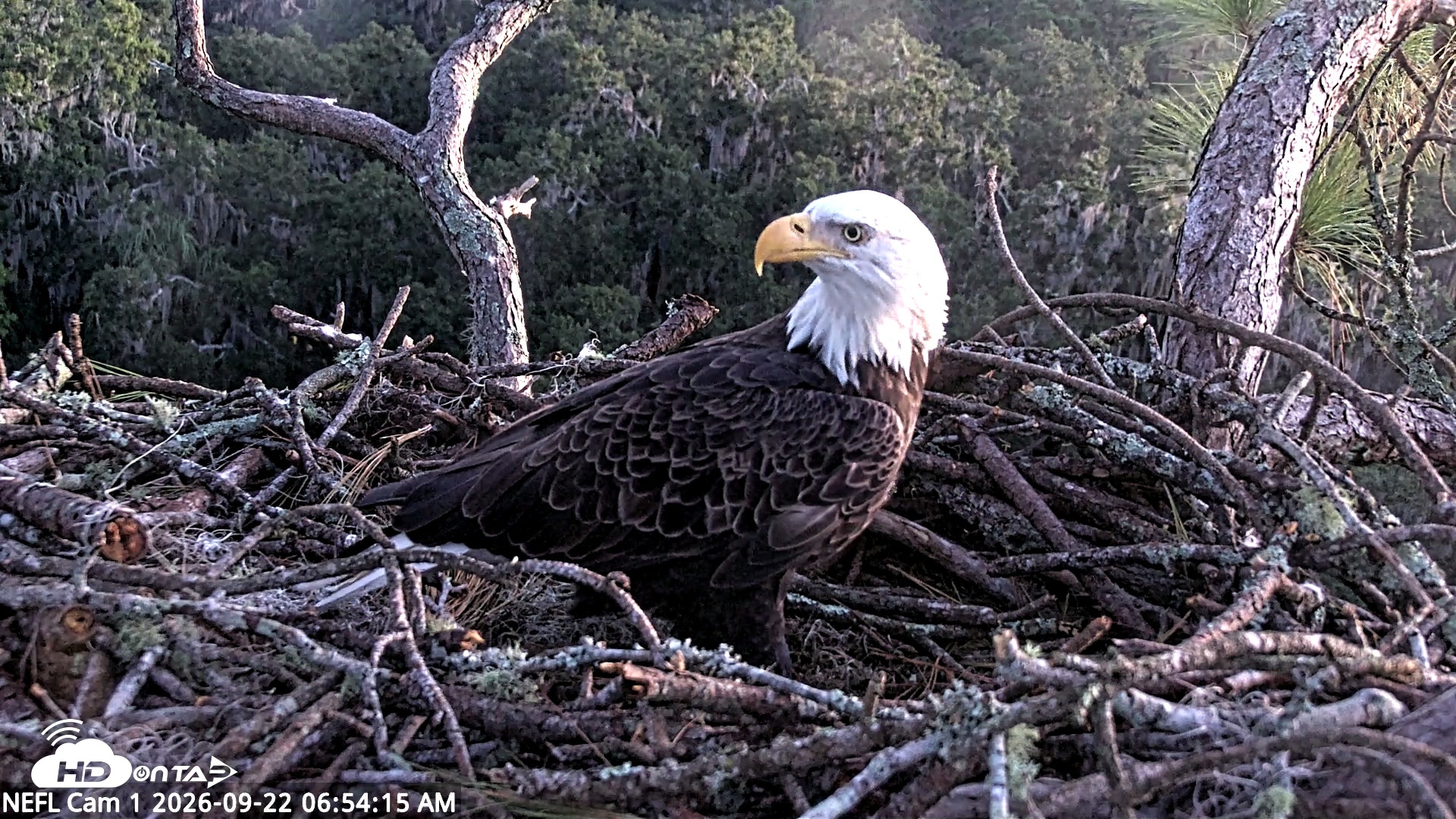 Snapshot of NE Florida Eagles Live Webcam taken Sep 22, 2026, 6:55am EDT