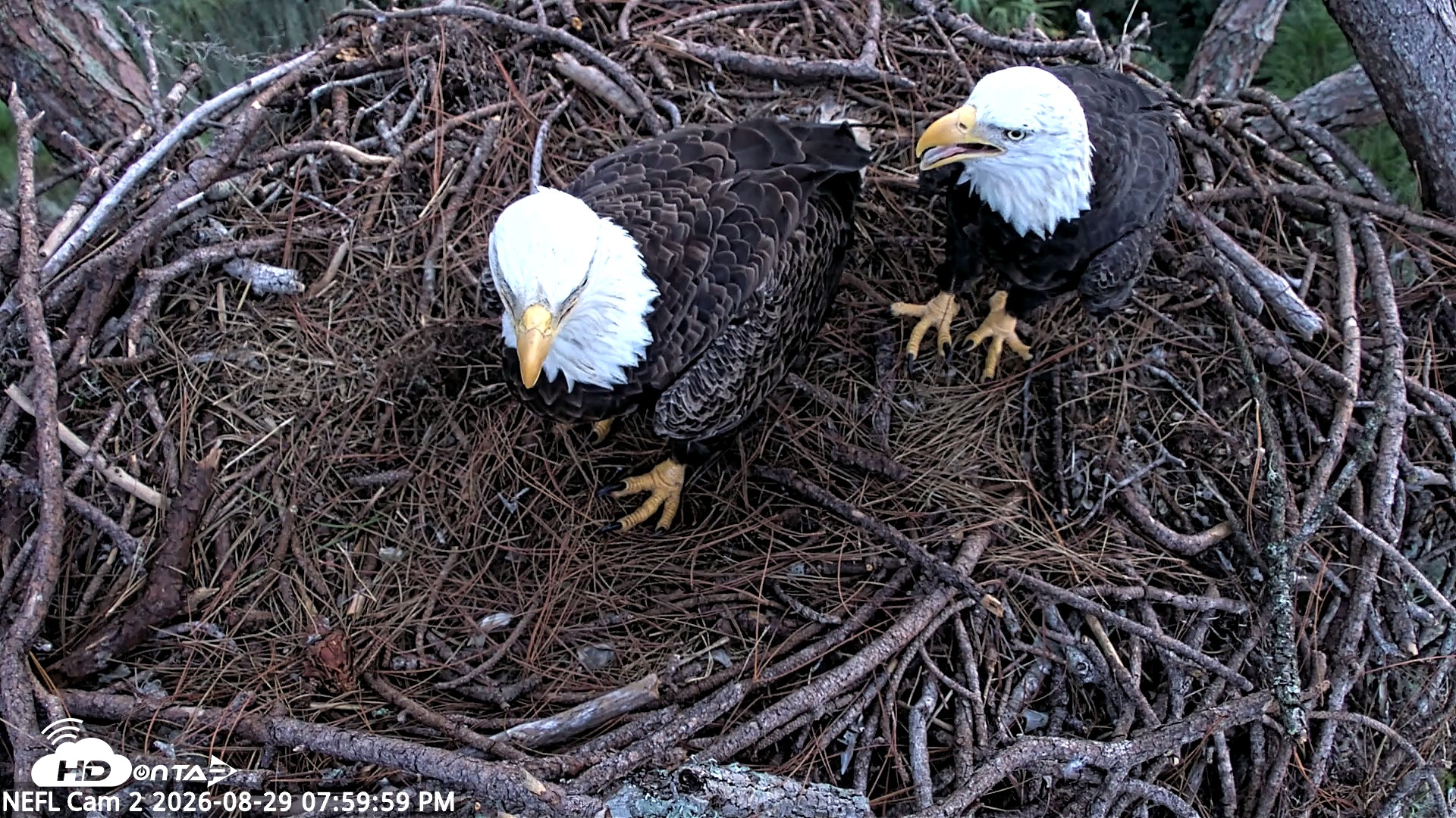 Snapshot of NE Florida Eagles Live Webcam taken Aug 29, 2026, 8:00pm EDT