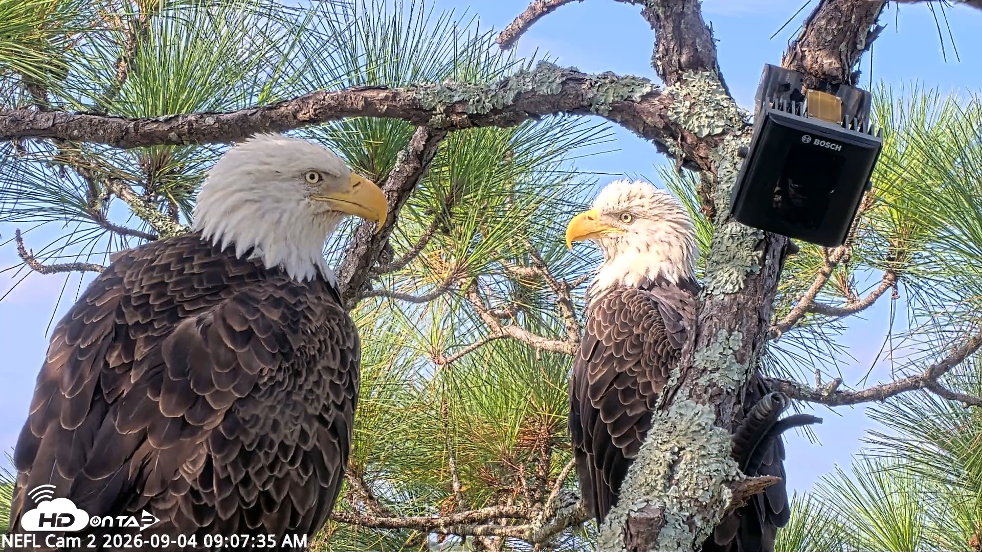 Snapshot of NE Florida Eagles Live Webcam taken Sep 4, 2026, 9:08am EDT