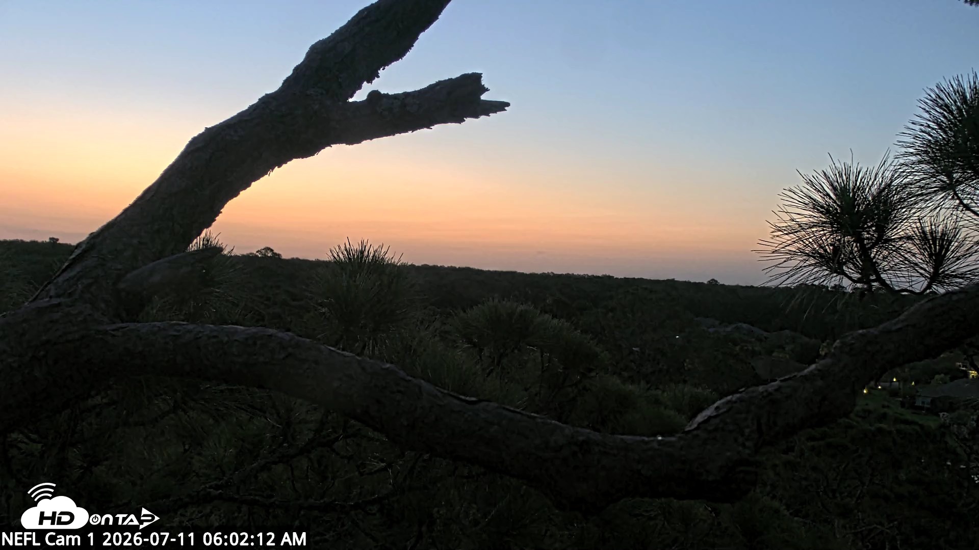 Snapshot of NE Florida Eagles Live Webcam taken Jul 11, 2026, 6:03am EDT