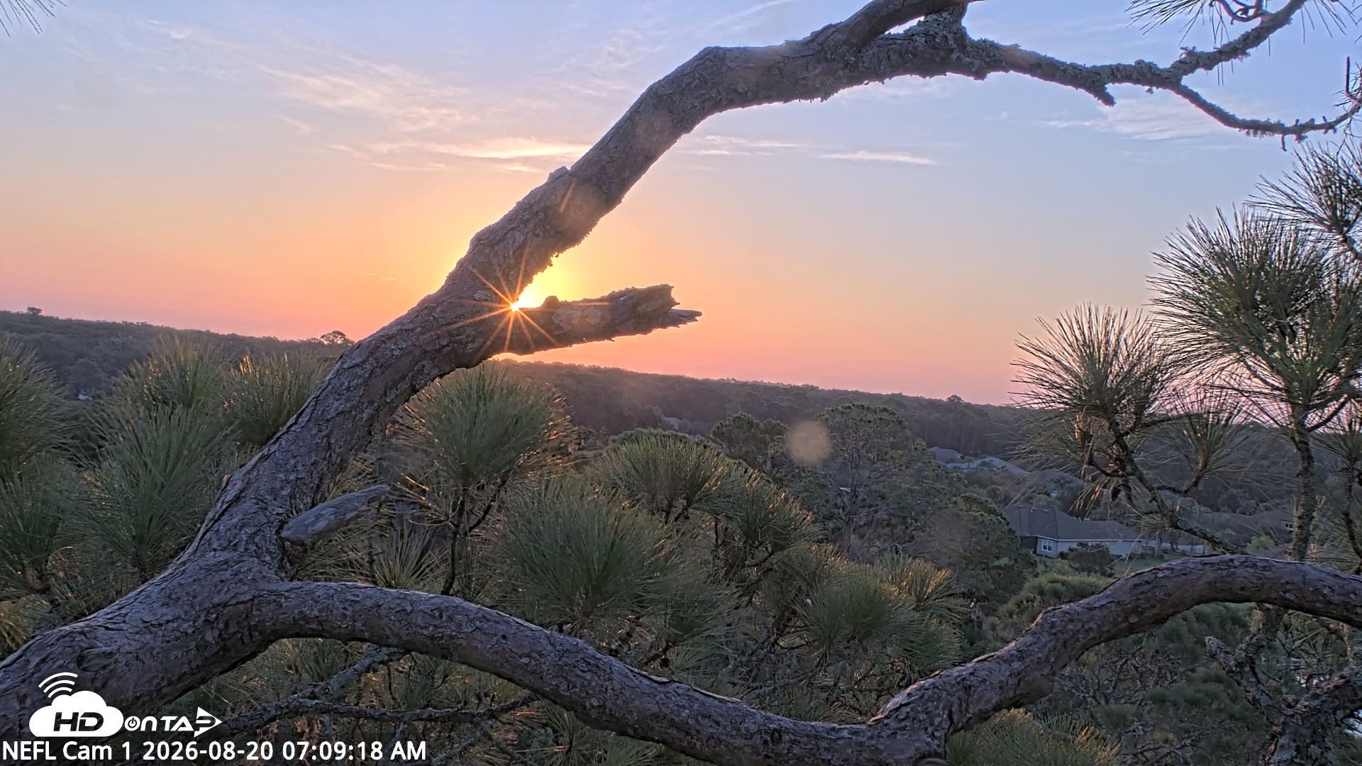 Snapshot of NE Florida Eagles Live Webcam taken Aug 20, 2026, 7:10am EDT