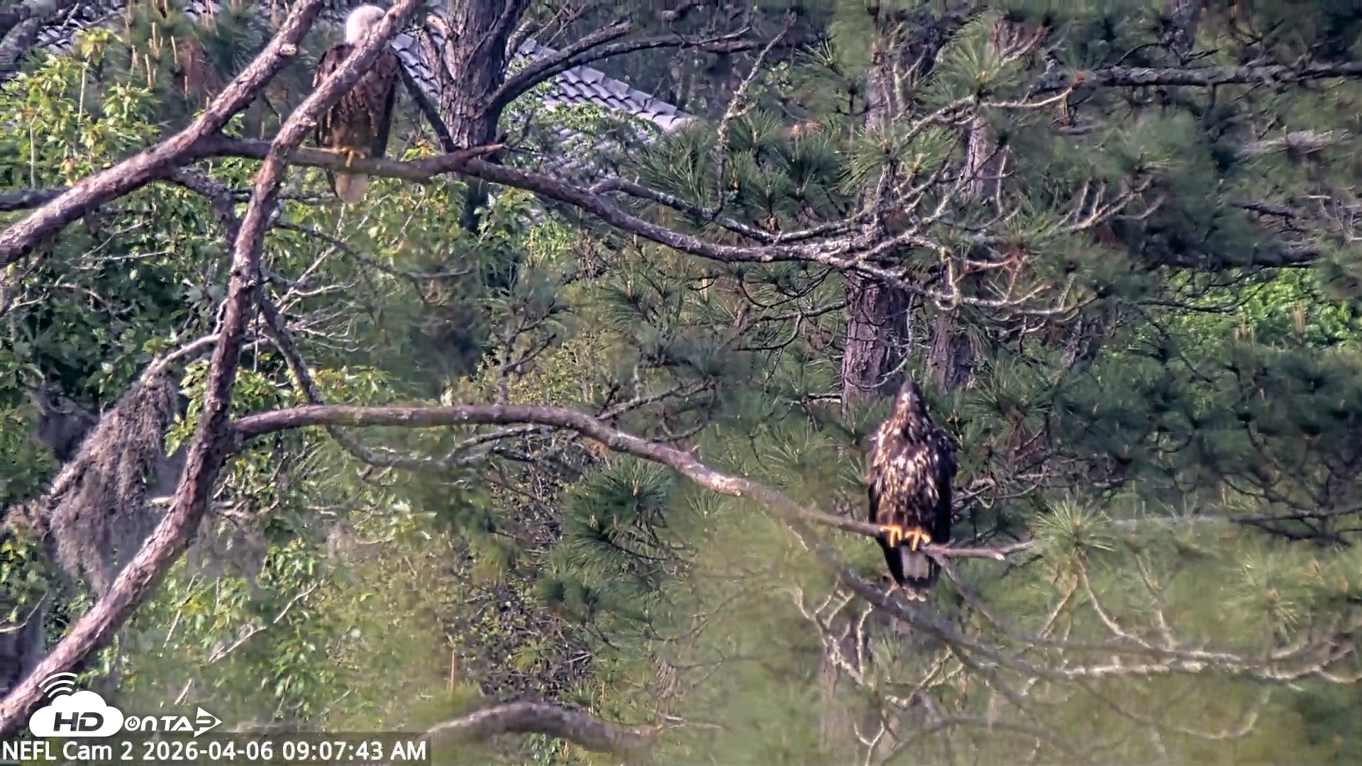 Snapshot of NE Florida Eagles Live Webcam taken Apr 6, 2026, 9:08am EDT