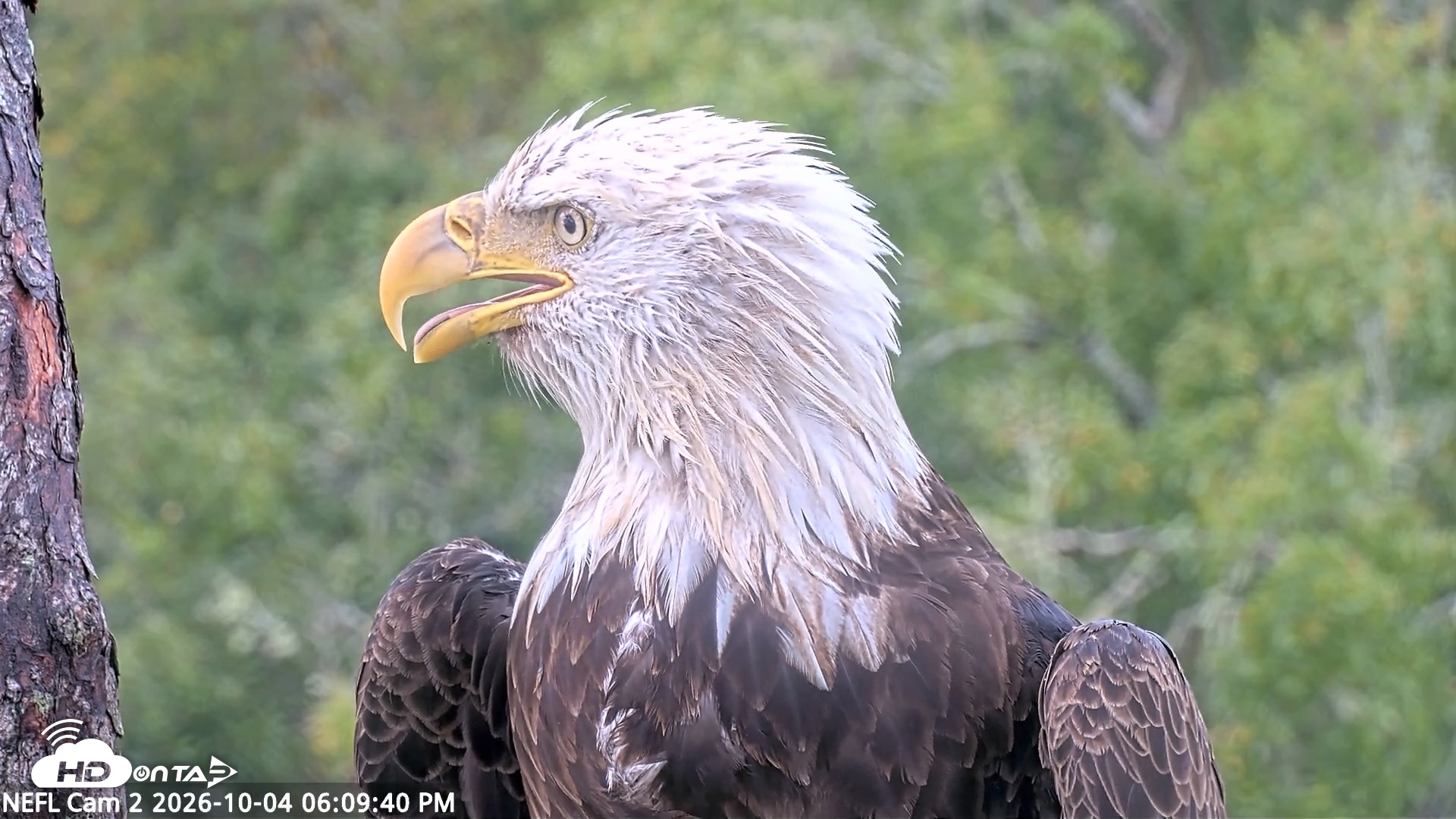 Snapshot of NE Florida Eagles Live Webcam taken Oct 4, 2026, 6:10pm EDT