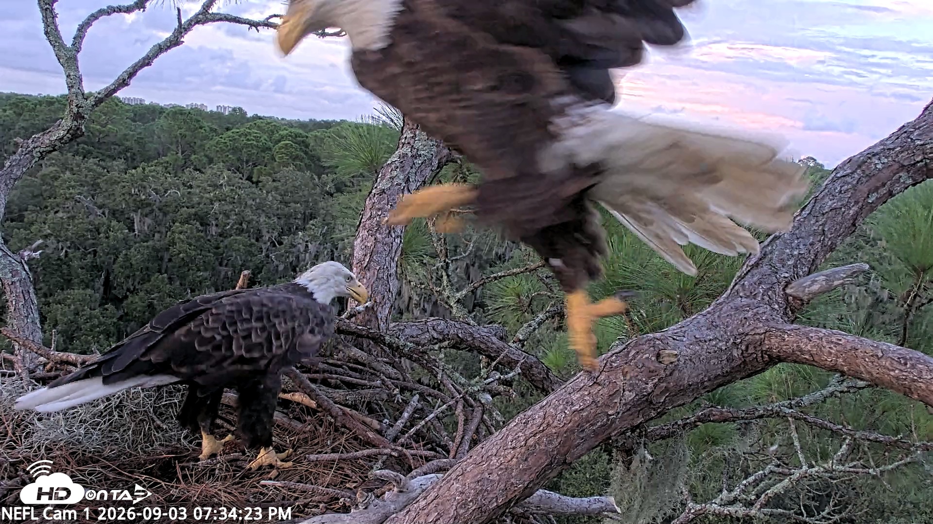 Snapshot of NE Florida Eagles Live Webcam taken Sep 3, 2026, 7:35pm EDT