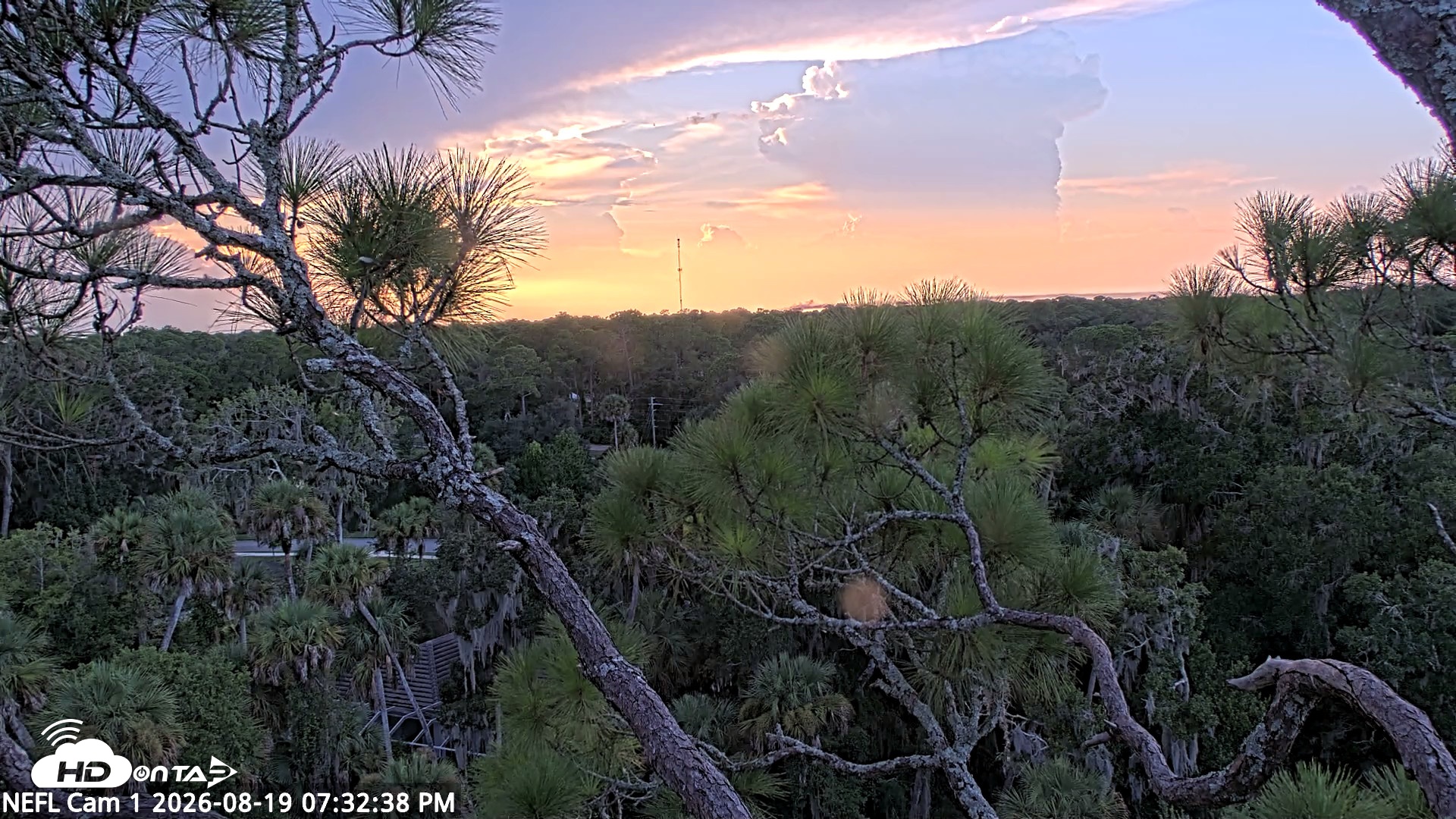 Snapshot of NE Florida Eagles Live Webcam taken Aug 19, 2026, 7:33pm EDT