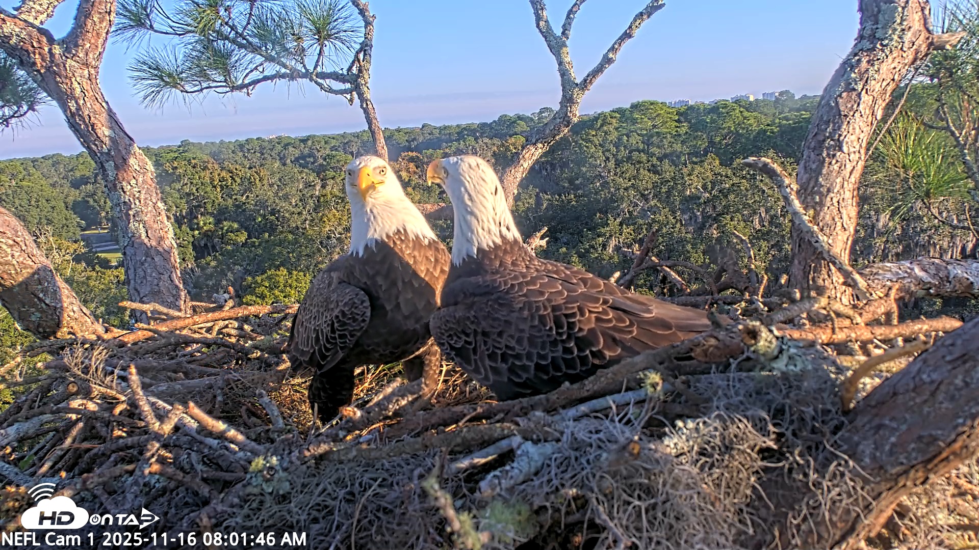 Snapshot of NE Florida Eagles Live Webcam taken Nov 16, 2025, 8:02am EST