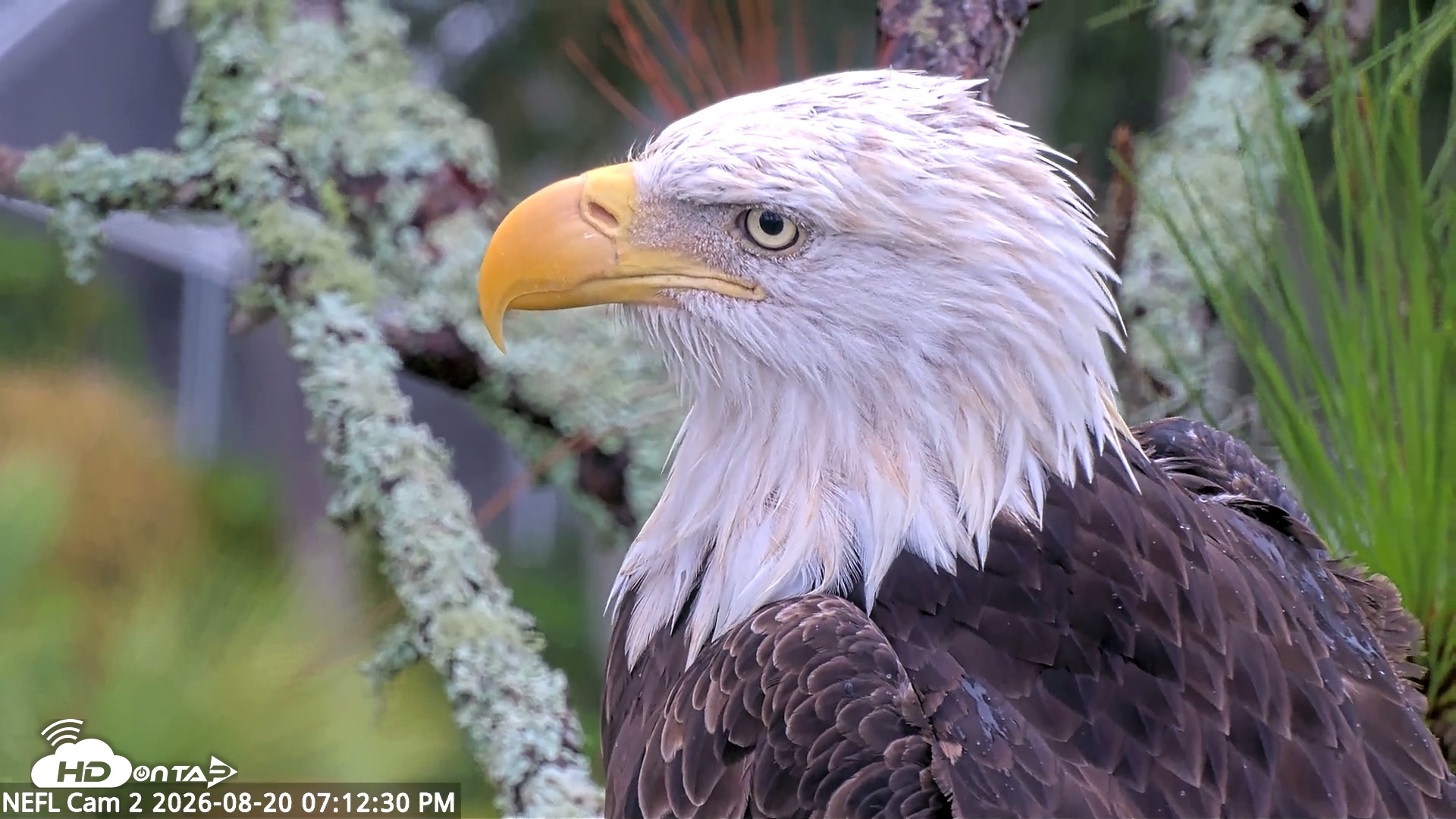 Snapshot of NE Florida Eagles Live Webcam taken Aug 20, 2026, 7:13pm EDT